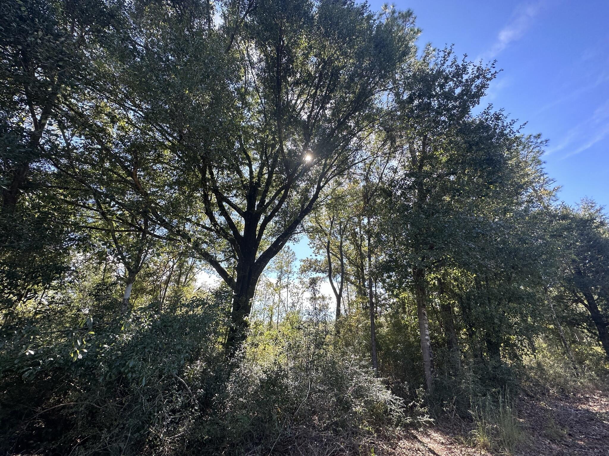 20 acres located in Baker perfect for quiet living! Schedule a time to see this rare find today! Bring your house plans, tractor, four Wheeler , horses and cows for that perfect farm life Home Site!