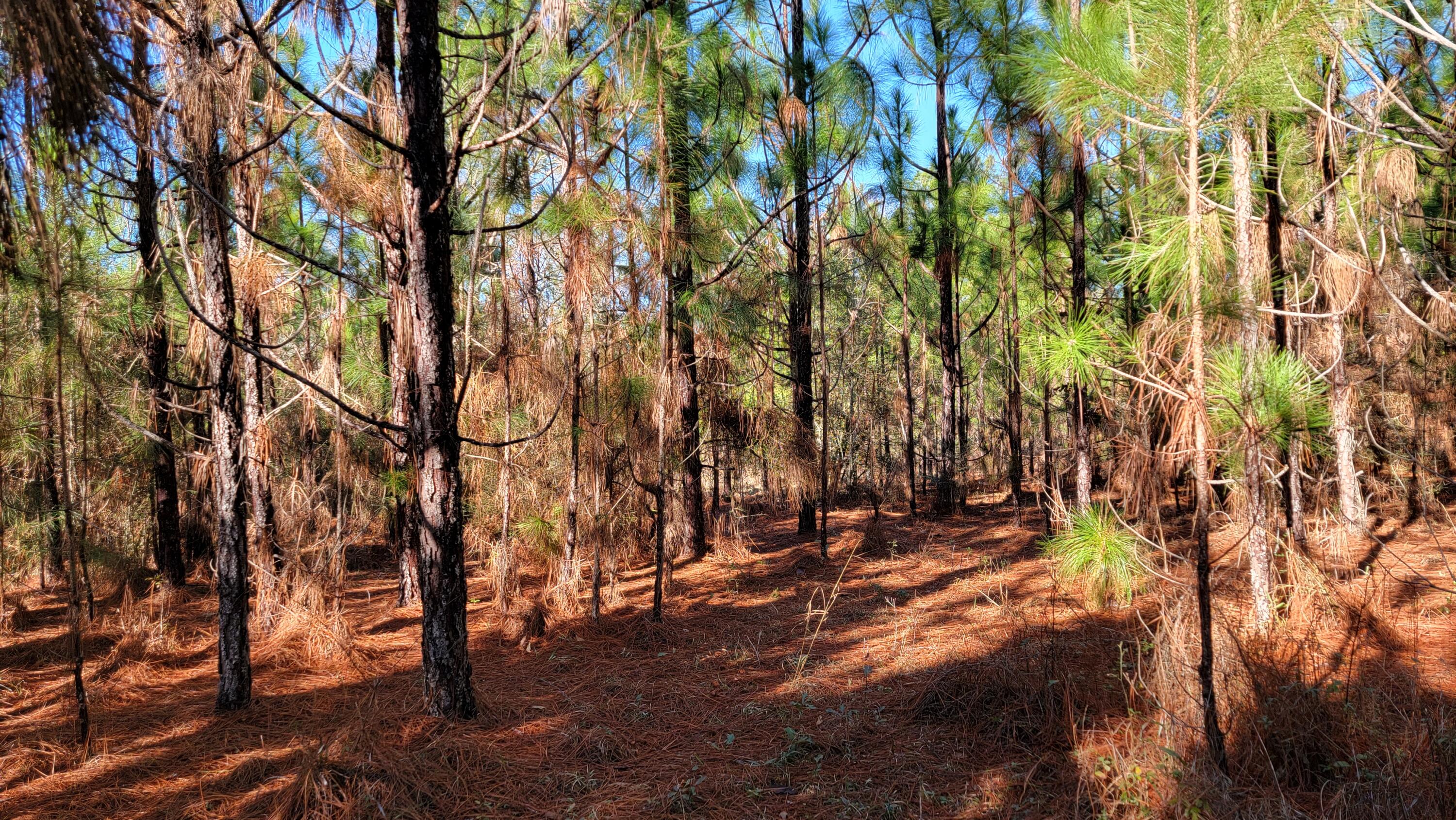 METES & BOUNDS - Land