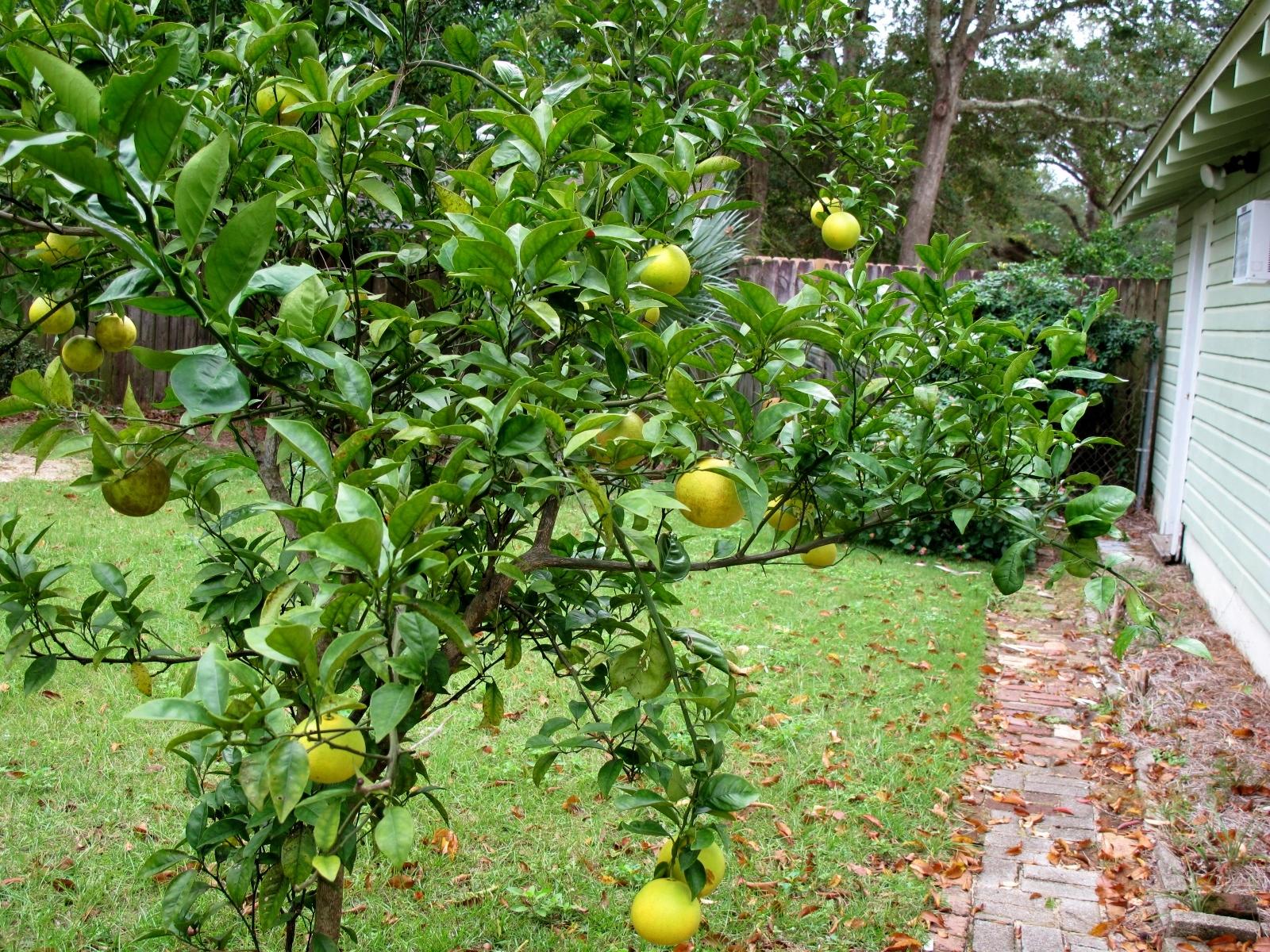 East Hill, New City Tract - Residential