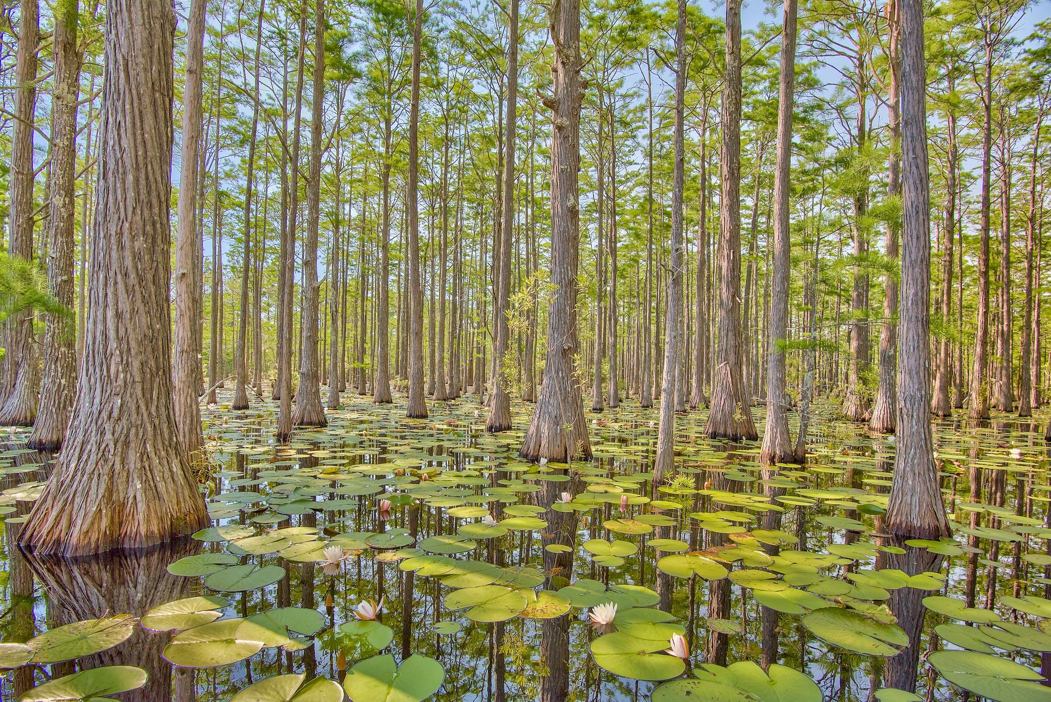 CYPRESS DUNES - Land