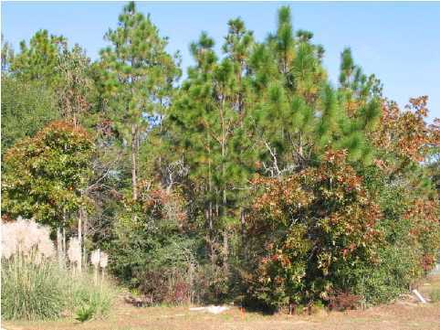 MAGNOLIA LAKE ESTATES PH 1 - Land