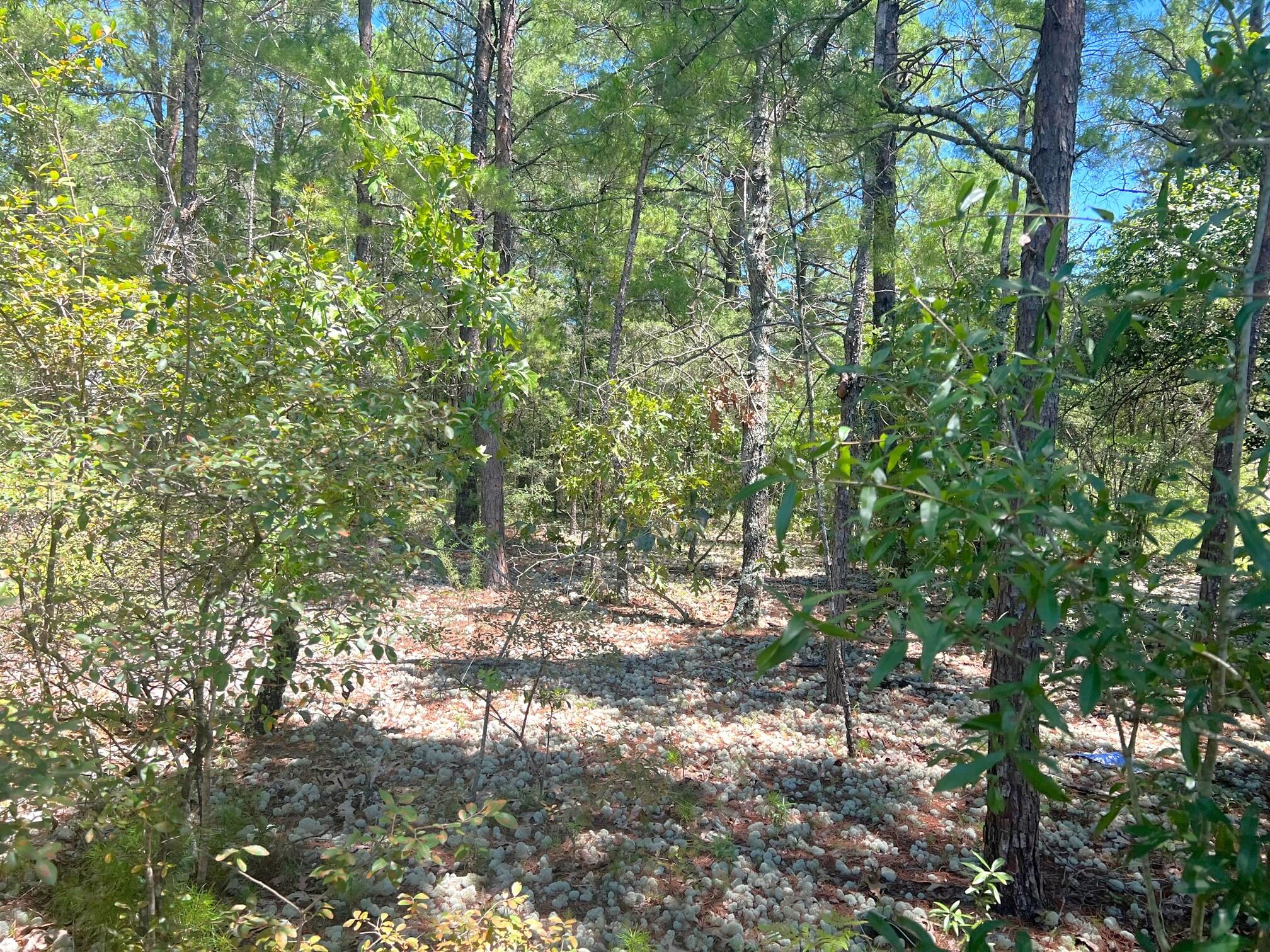 LOT 1 BLK 101 OAKWOOD HILLS UNIT III - Land