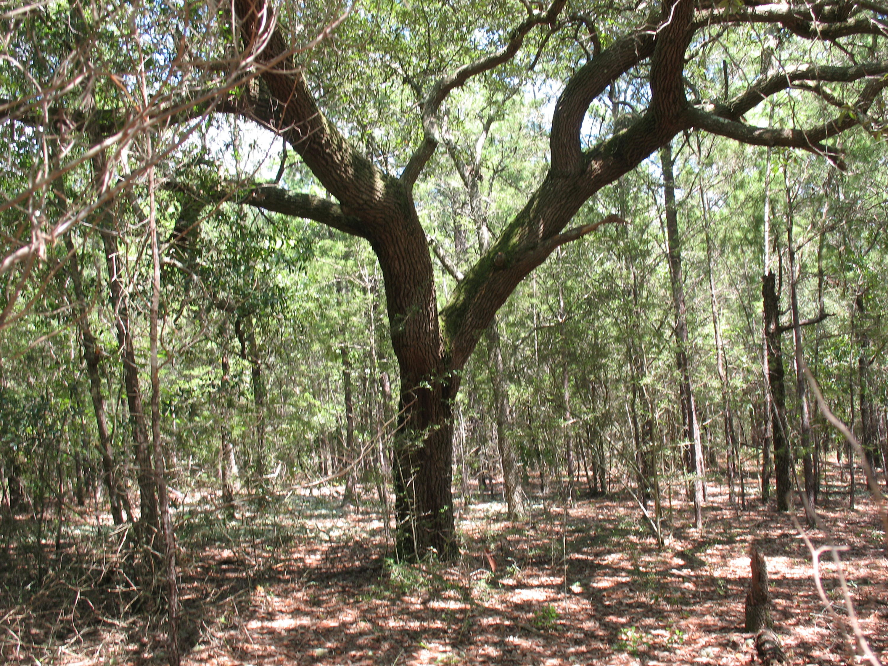 METES & BOUNDS - Land