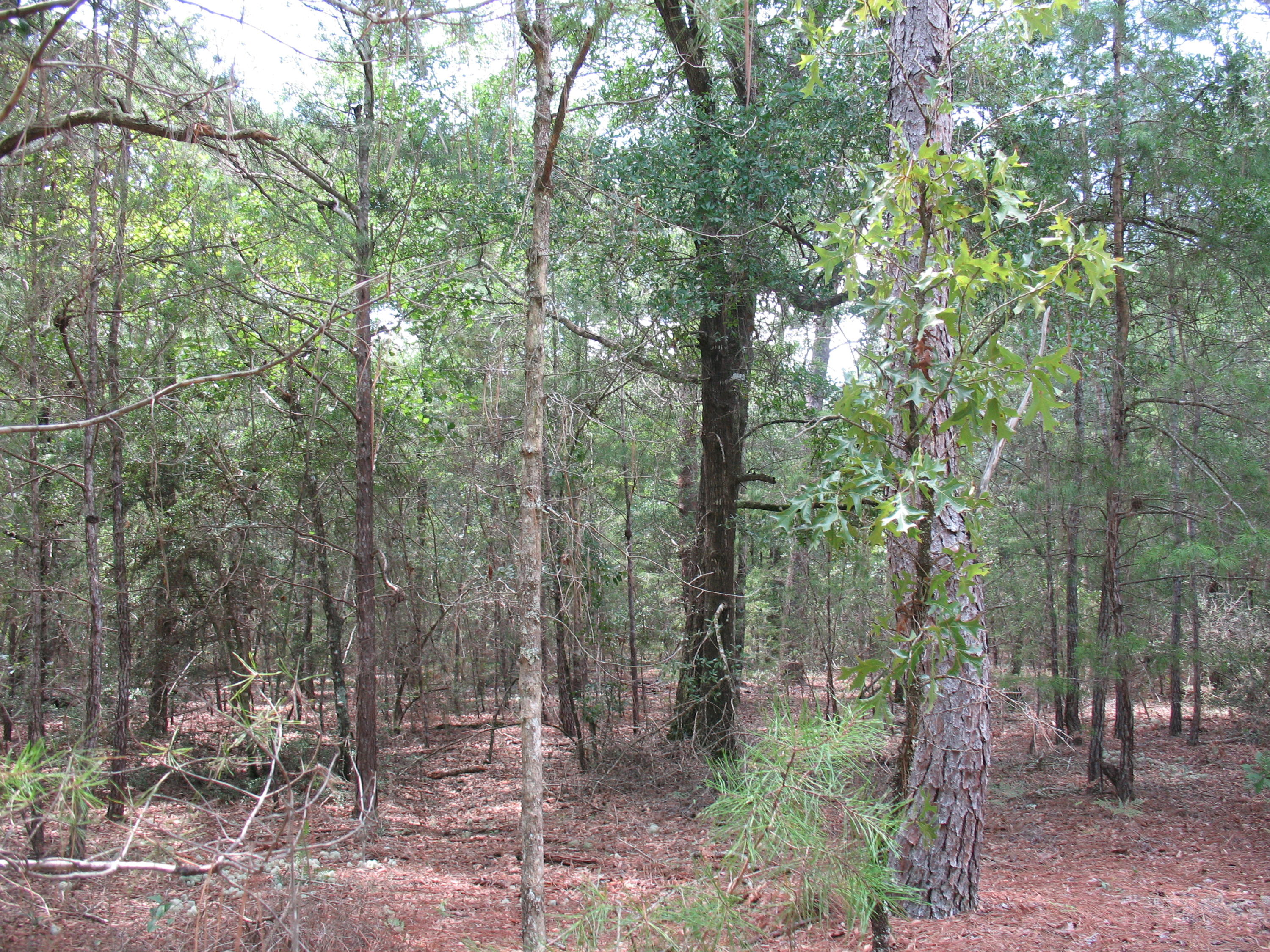 METES & BOUNDS - Land