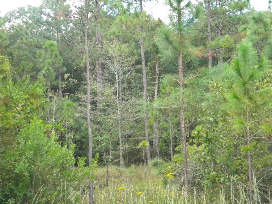 Lakefront Lot with Your Own Dock and Boat Launch! Embrace all the panoramic views of Lake Holley in Defuniak Springs, while having lake access from your own dock. Wooded 4.35 acre property features a private well, septic tank, storage shed, and power utility connection already in place.