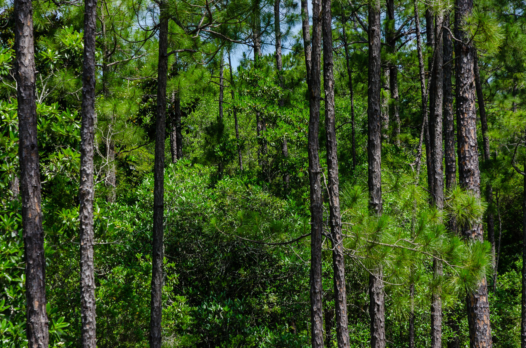 MAGNOLIA BEACH - Land