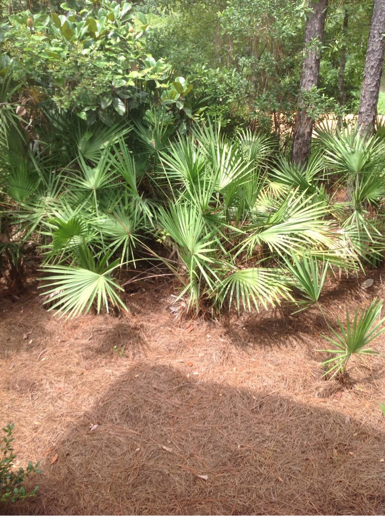 OLD TOWN OF SANTA ROSA BEACH - Residential Lease