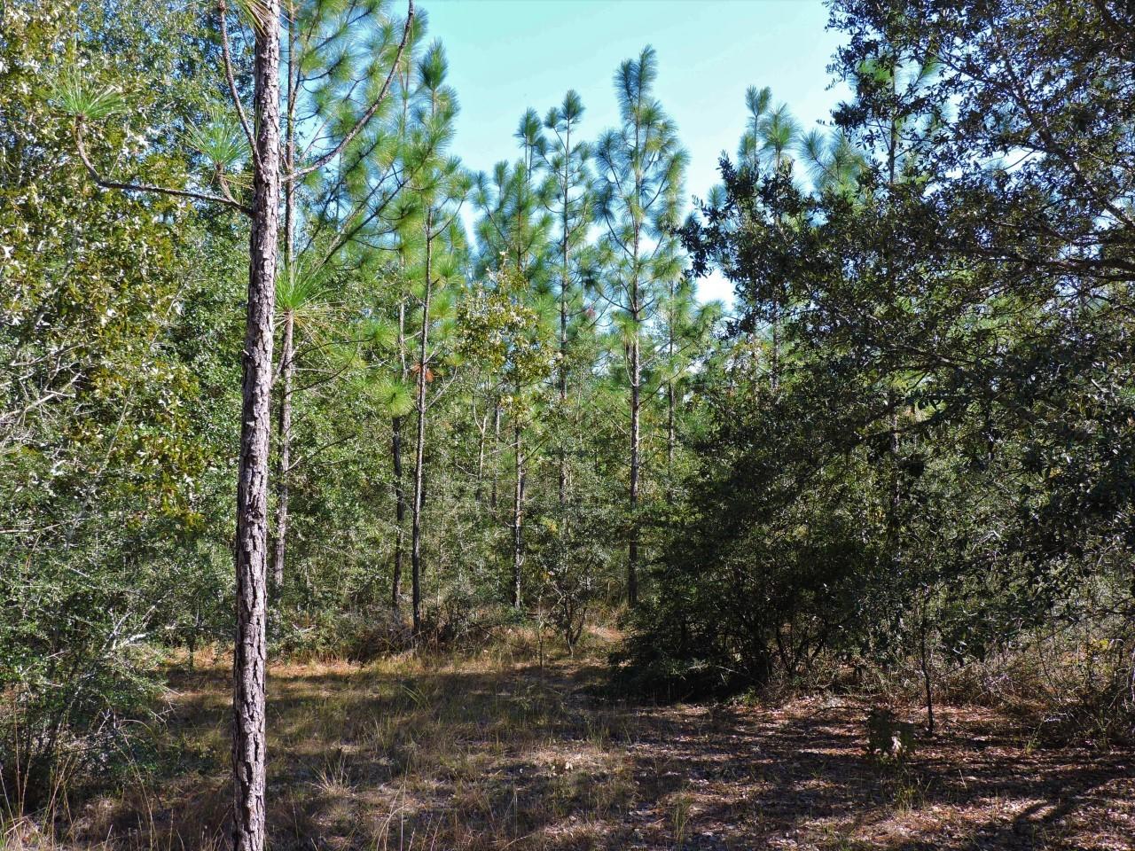 METES & BOUNDS - Land