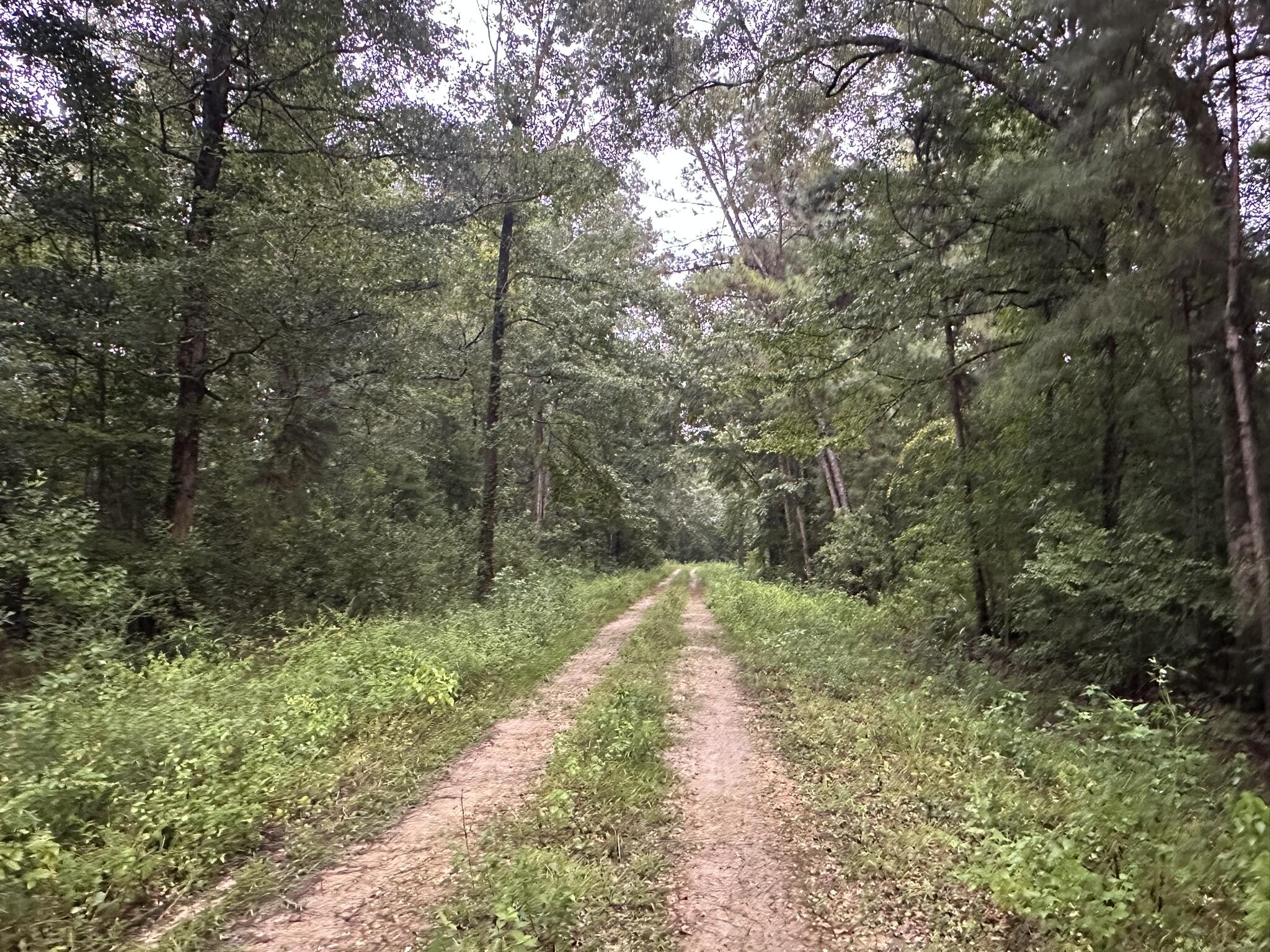 This Wewahitchka property in Gulf County offers direct access to the Brothers River, a waterway leading into the Apalachicola River system. Launch a boat for fishing or exploring, or enjoy the calm setting from the shore. The open lot provides room for your plans in a location surrounded by the sights and sounds of Florida's natural landscape.