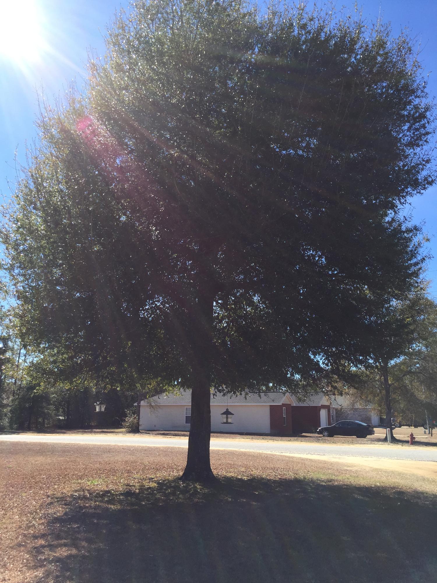 THE PINES - Residential