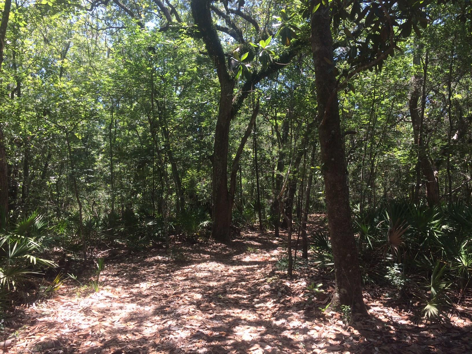 WOODLAND BAYOU ESTATES - Land