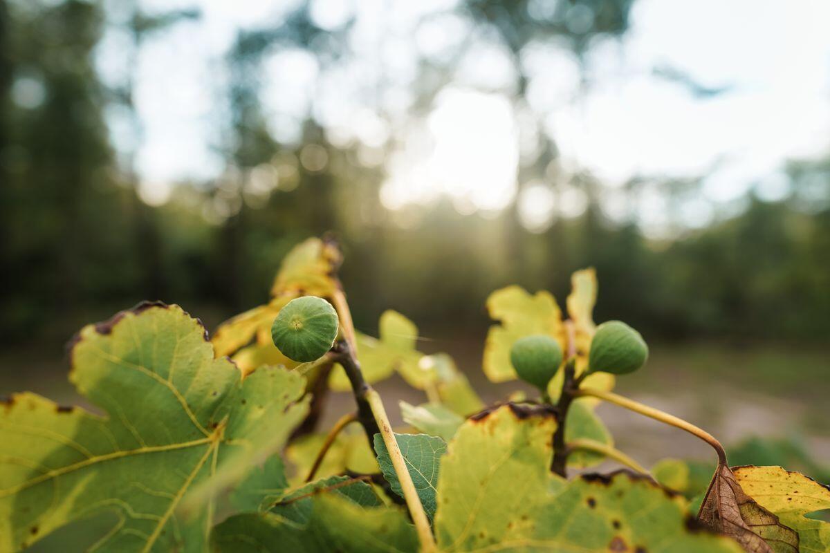 NO RECORDED SUBDIVISION - Land