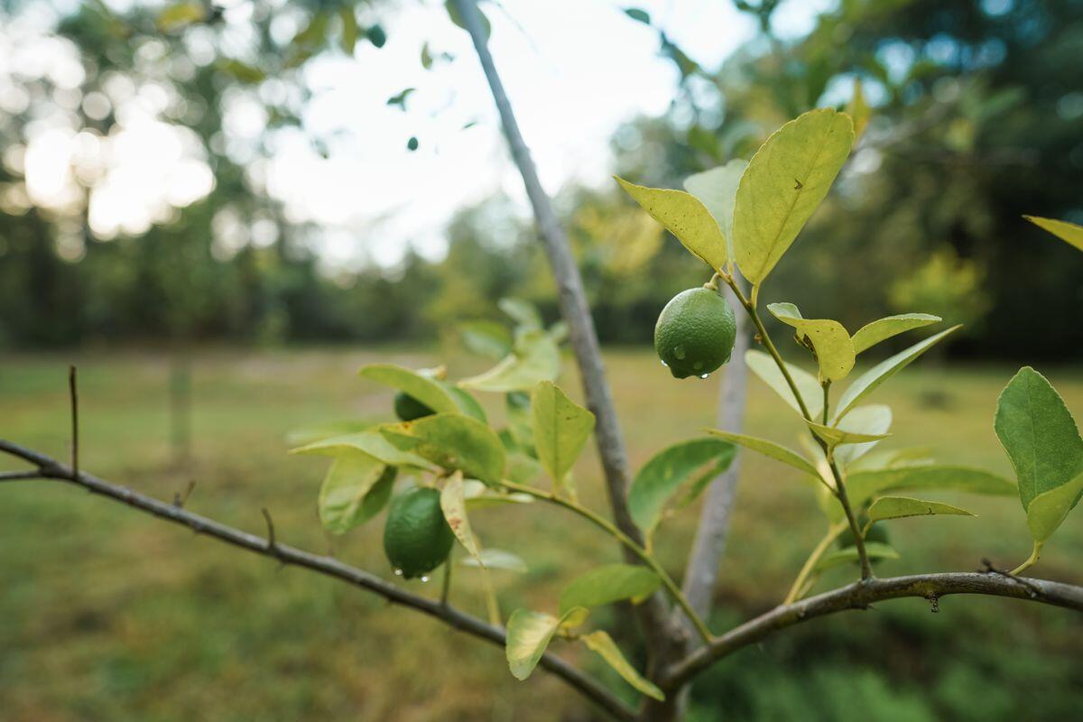 NO RECORDED SUBDIVISION - Land