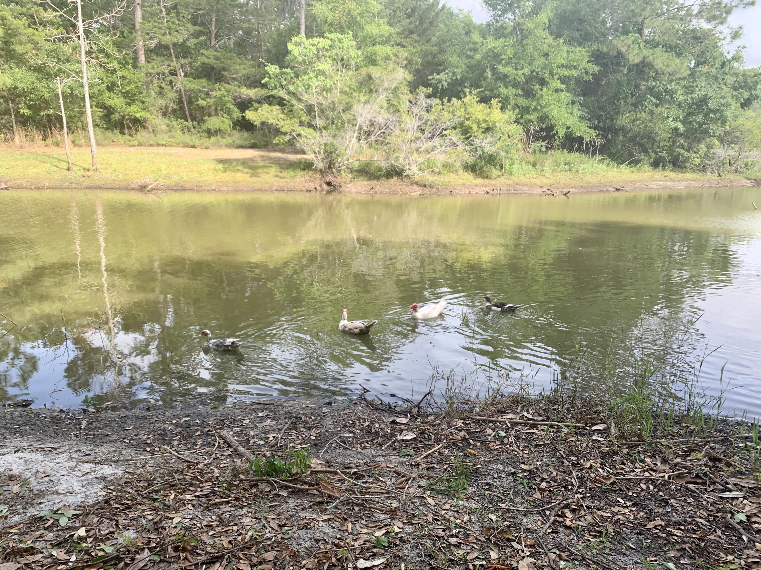 ROBLEDAL ESTATES UNIT 6 - Land