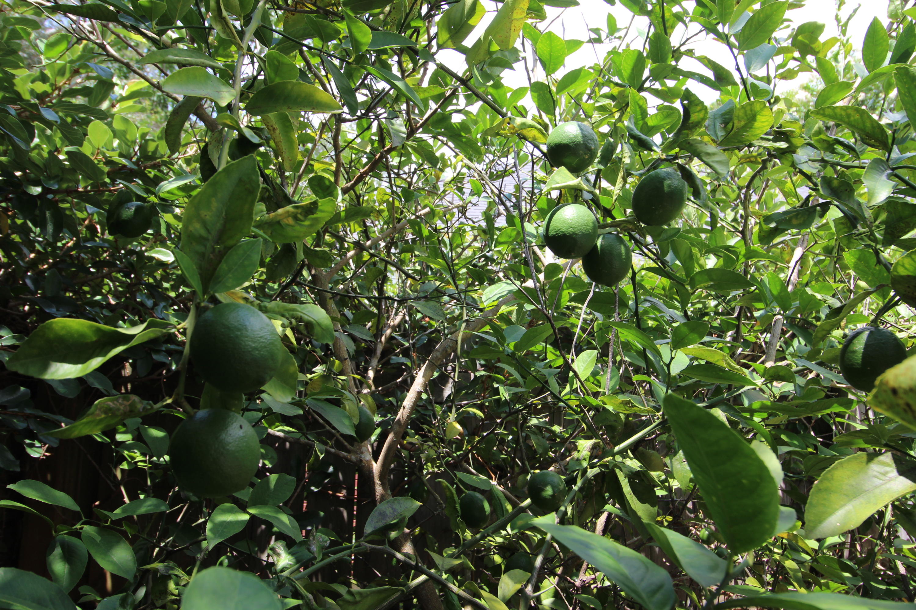 WINDSOR FOREST - Residential