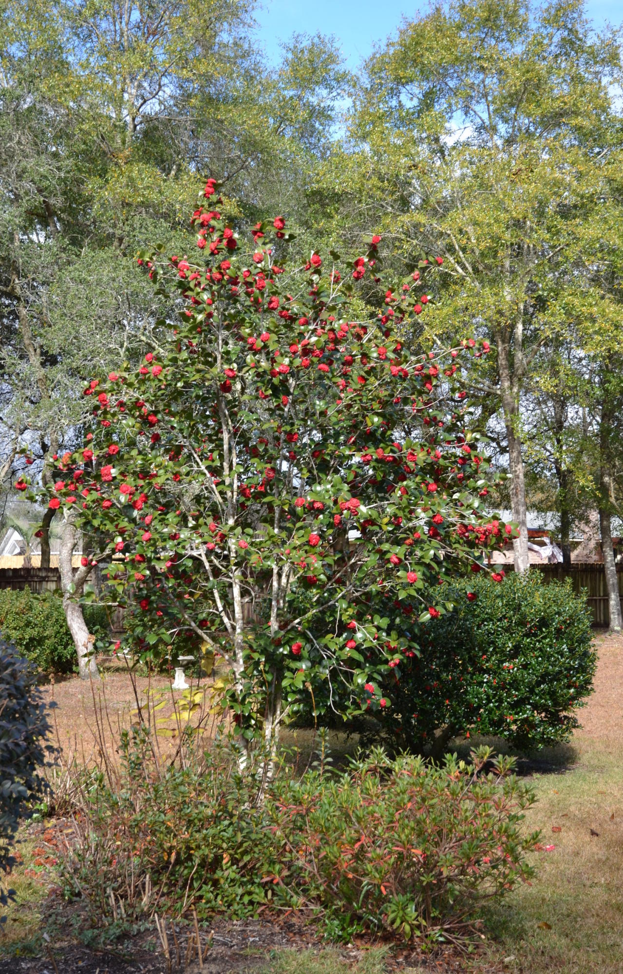 ROYAL OAKS - Residential