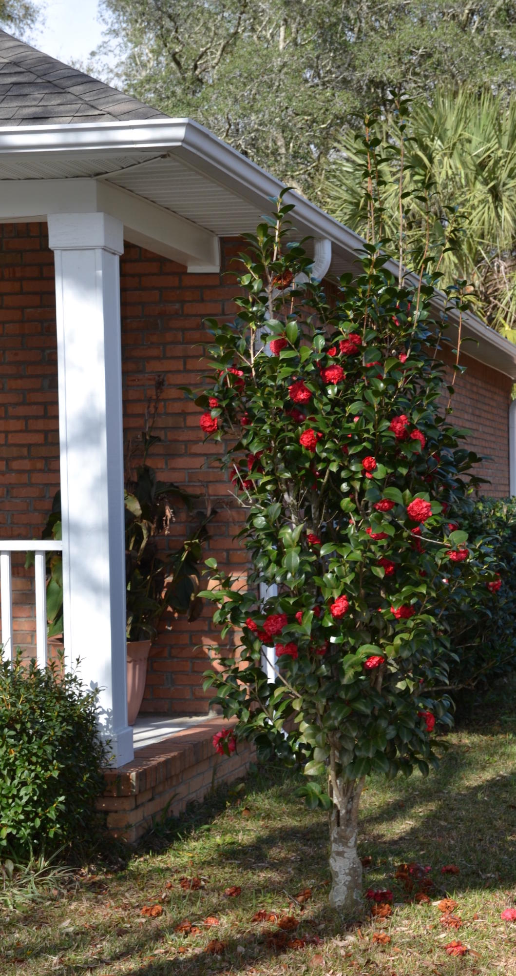 ROYAL OAKS - Residential