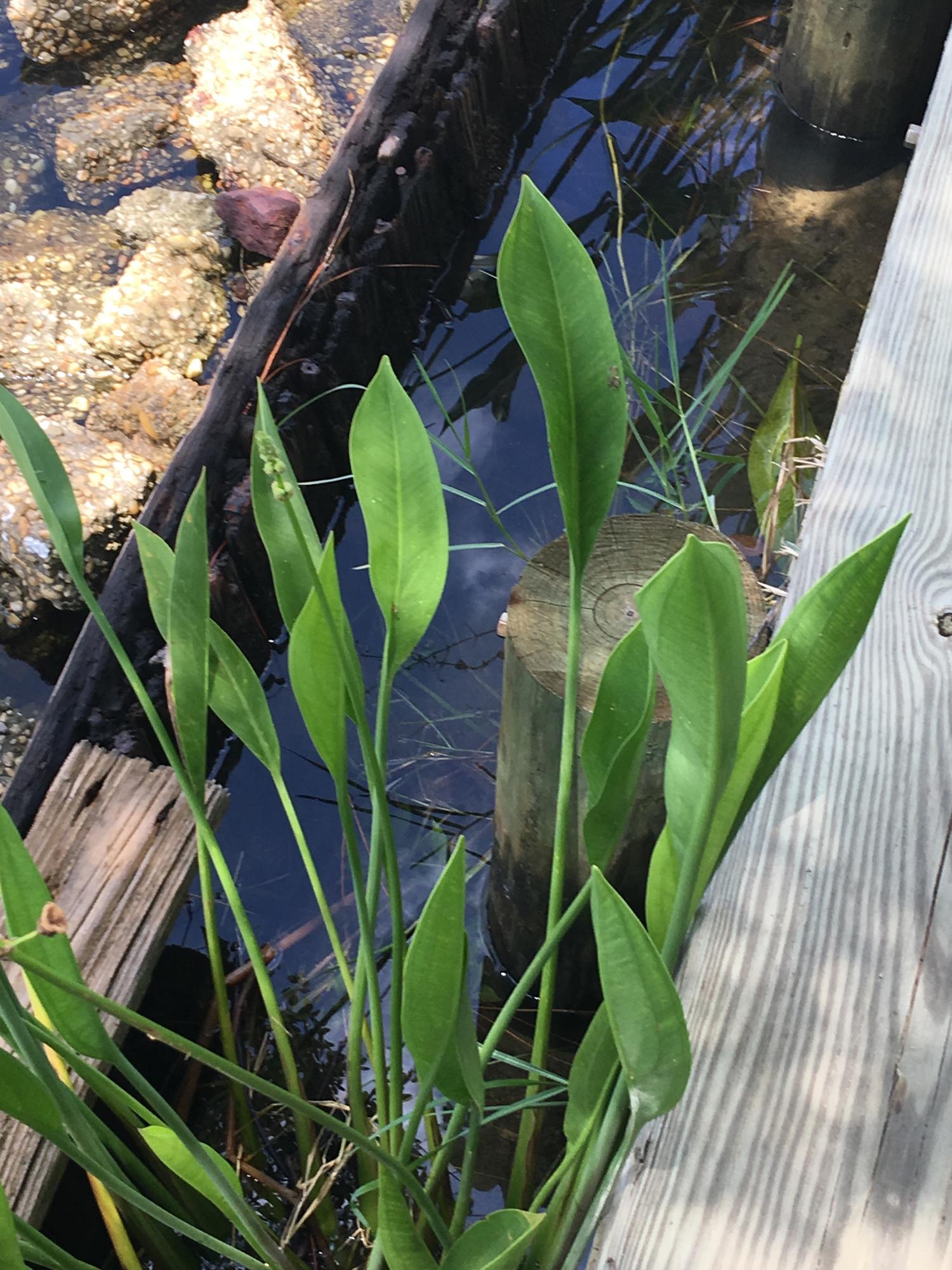 MOONEYS NORTH S/D - Residential