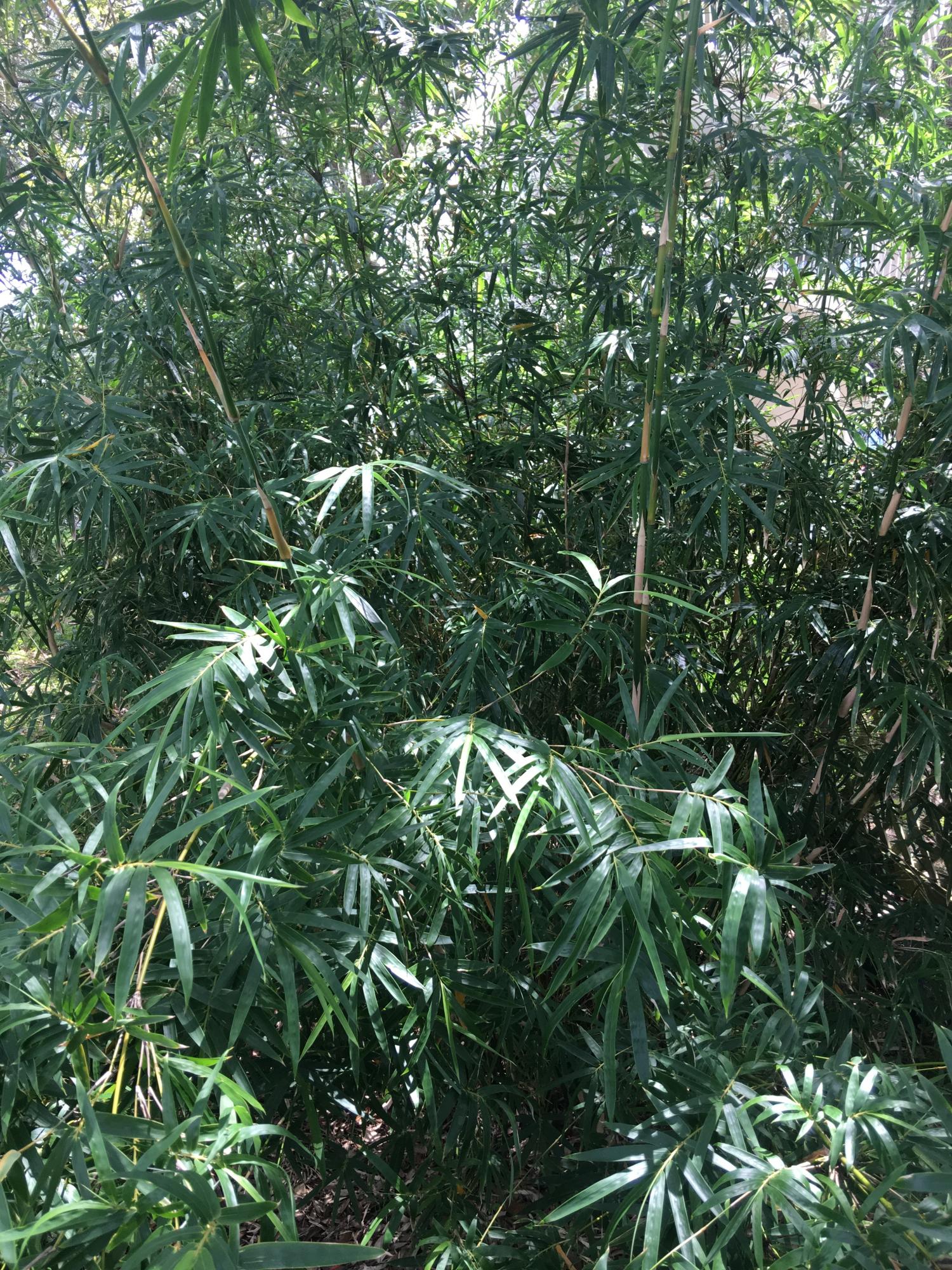 MOONEYS NORTH S/D - Residential