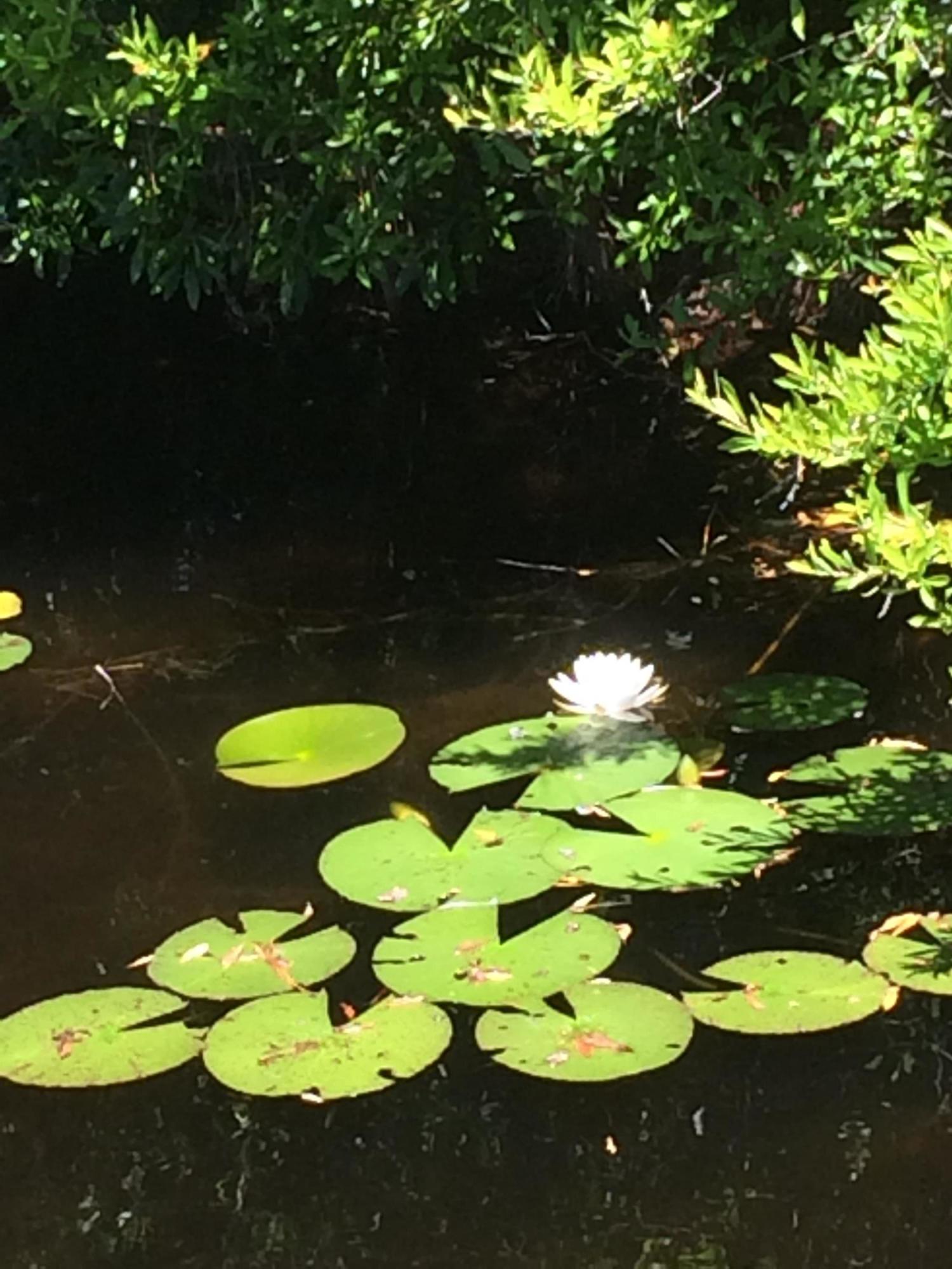 FOREST LAKES PH I - Land