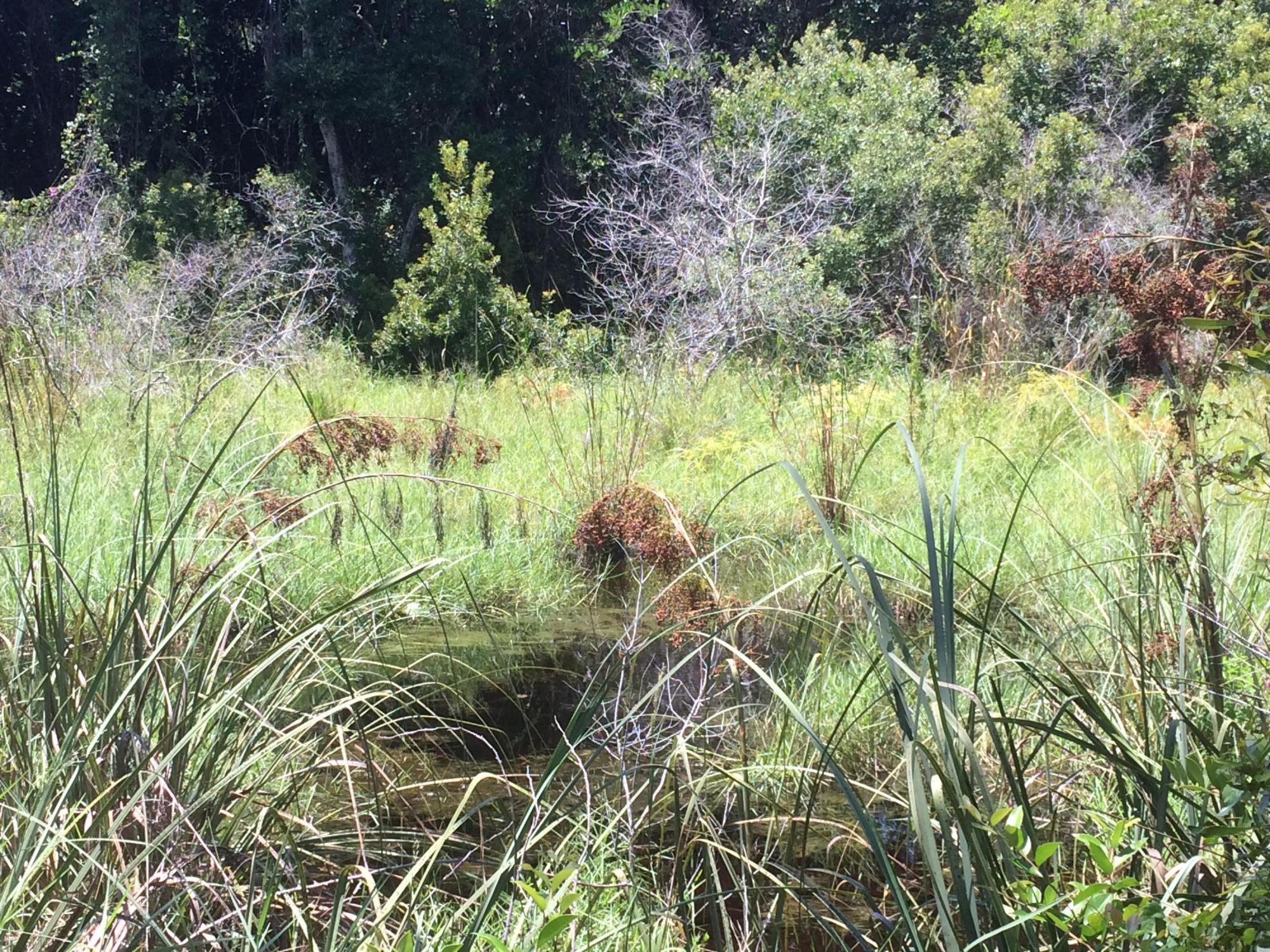 FOREST LAKES PH I - Land