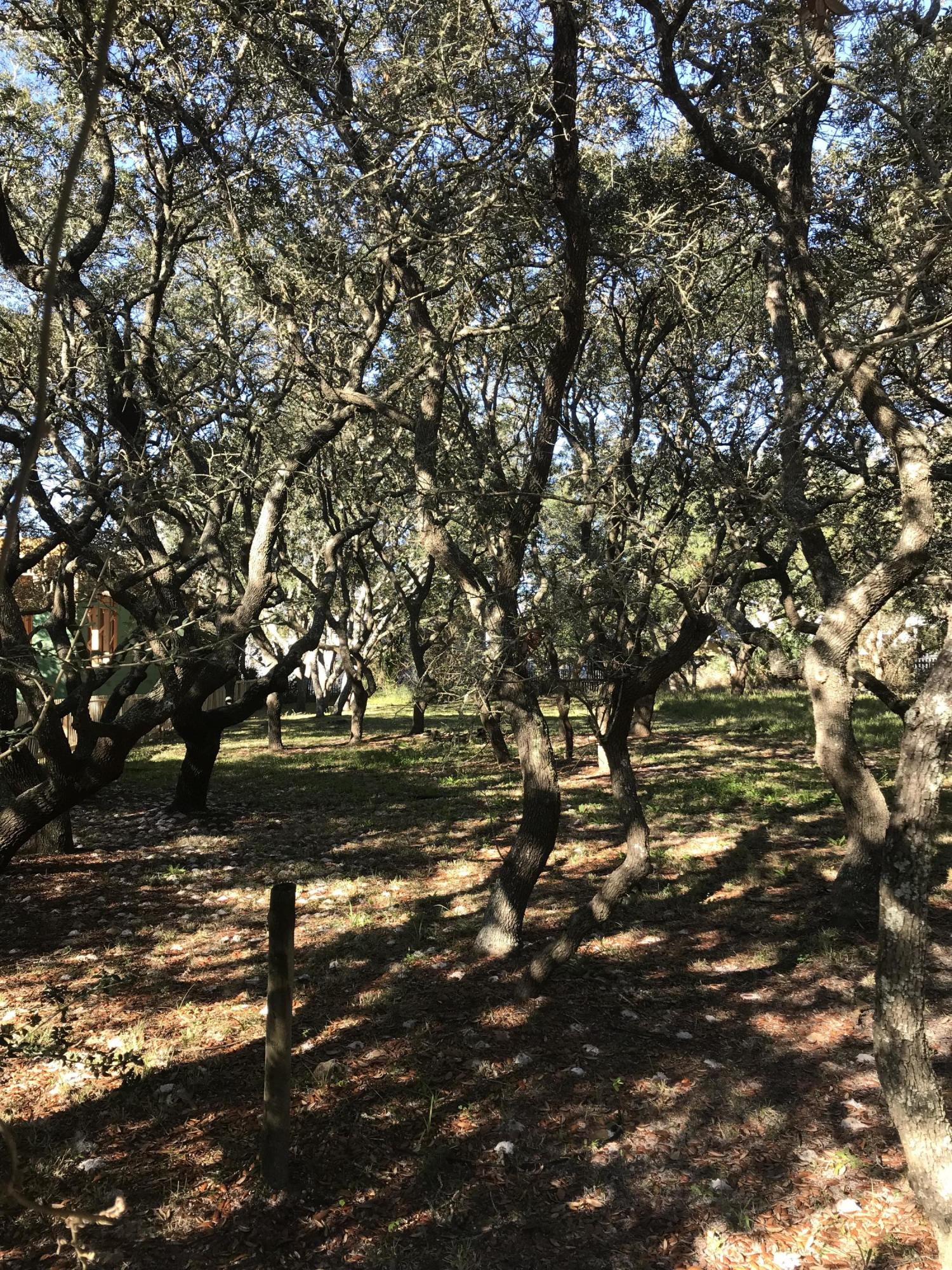 Beautiful Grayton Beach home site across from Western Lake on Banfill Street. Featuring gorgeous scrub oak trees and views of Western Lake. This lot takes you back in time. Across from the this lot is the public lake access with a dock and boat ramp to launch your kayaks and paddle boards. A short paddle from there and you're on the beach. Grayton Beach is a laid back community with a mix of old & new homes, picket fences, and the white sand beach which has been named ''the most beautiful beach in the world''. Down on the beach Western Lake opens and closes to the gulf periodically. This coastal dune lake is where the kids sit and play. It is a place where visitors and locals gather together to enjoy the wonderful beach life. Gulf view potential. Listing agent is related to seller.
