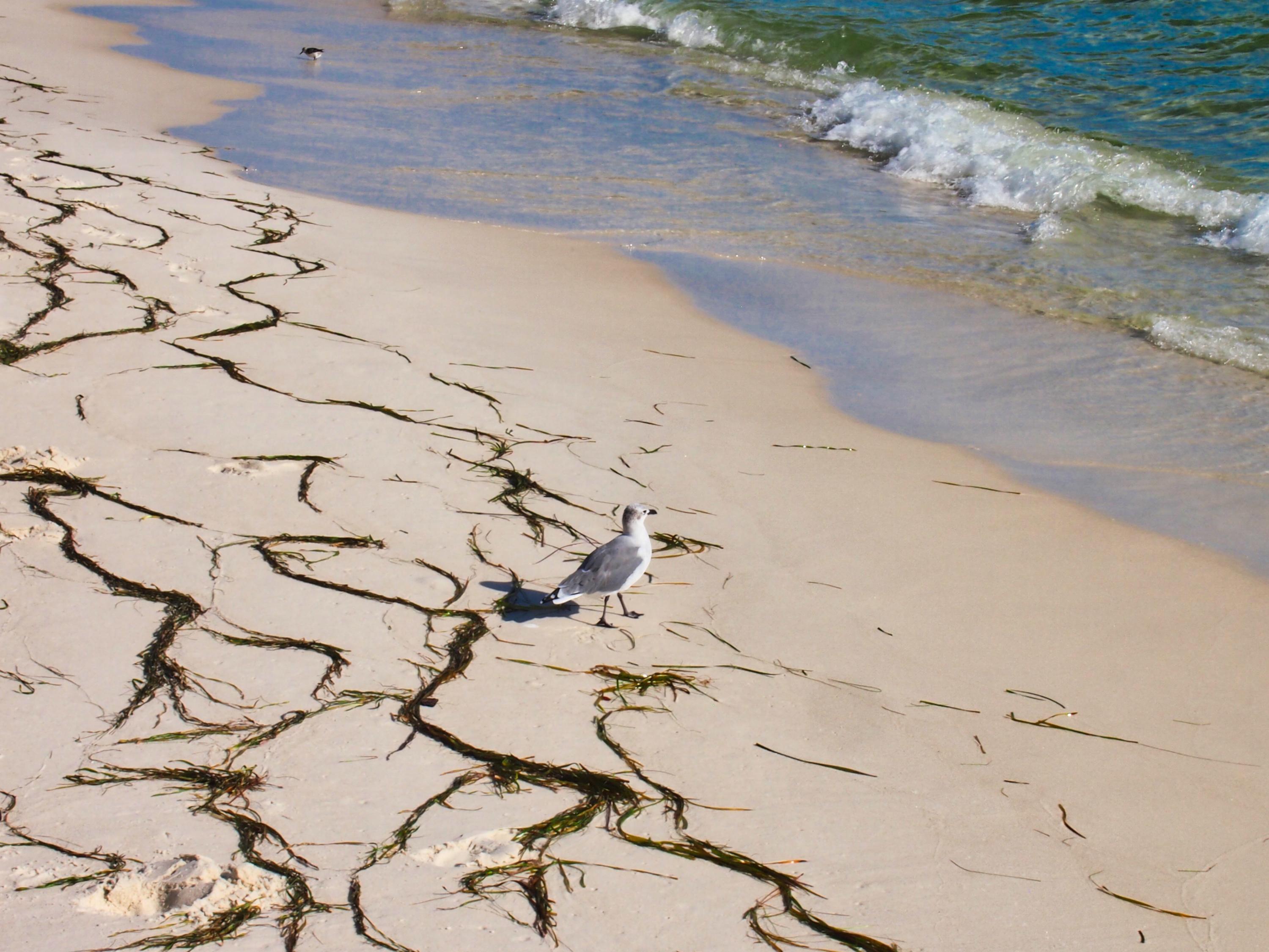 TROPIC WINDS - Residential