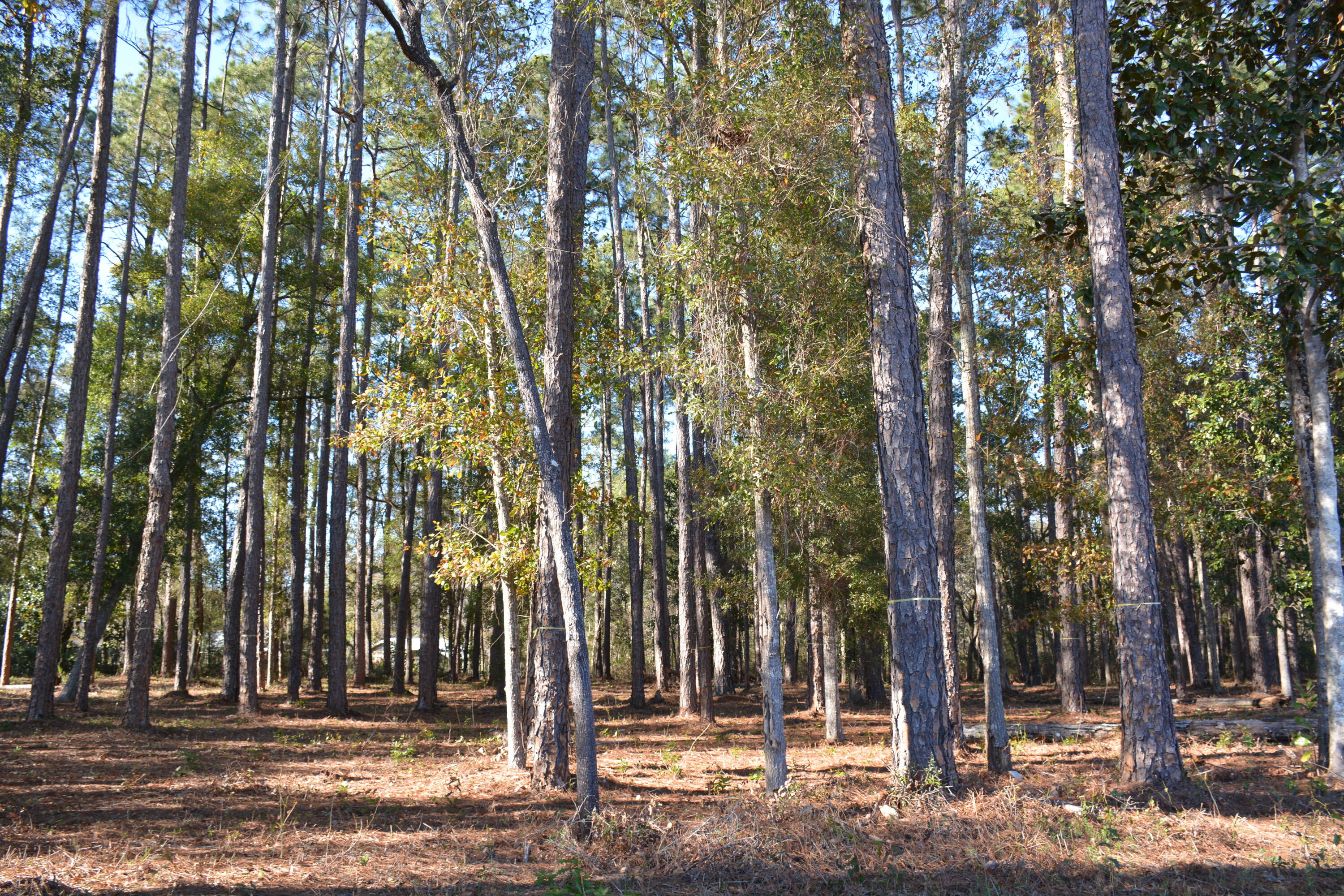This property is zoned RC. The property was recently bush-hogged, so it is easy to view. This land is conveniently located in the city of Freeport.