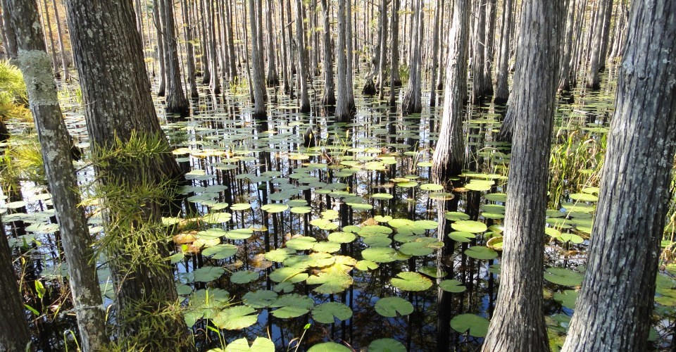 CYPRESS DUNES - Land
