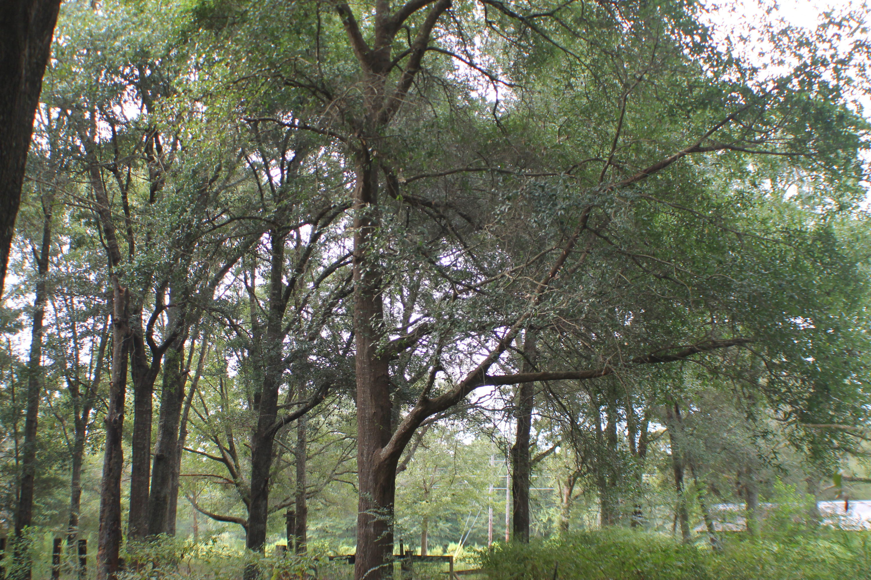 METES & BOUNDS - Land