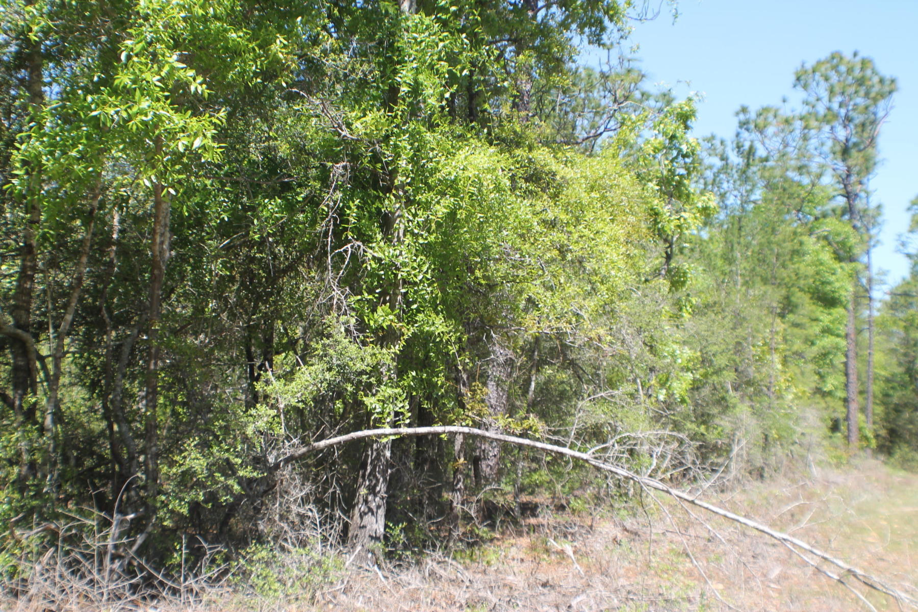 METES & BOUNDS - Land