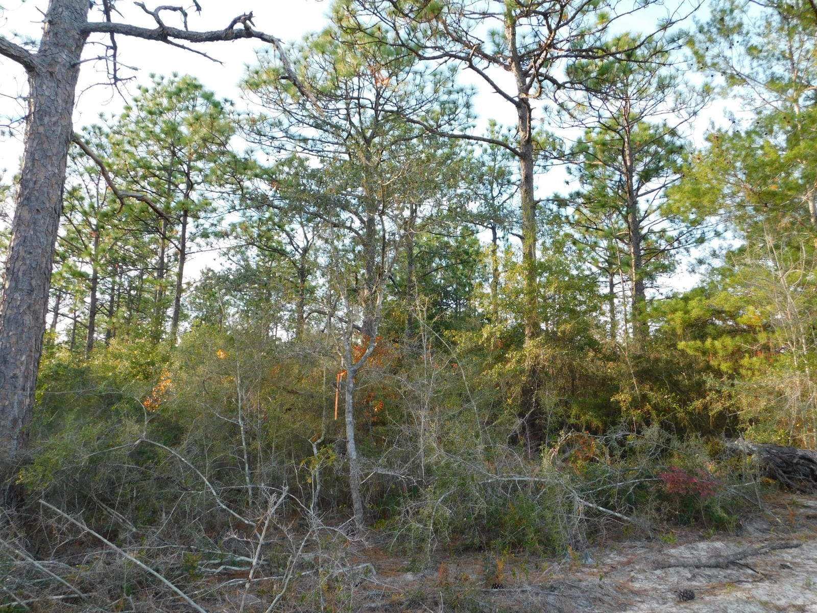 METES & BOUNDS - Land