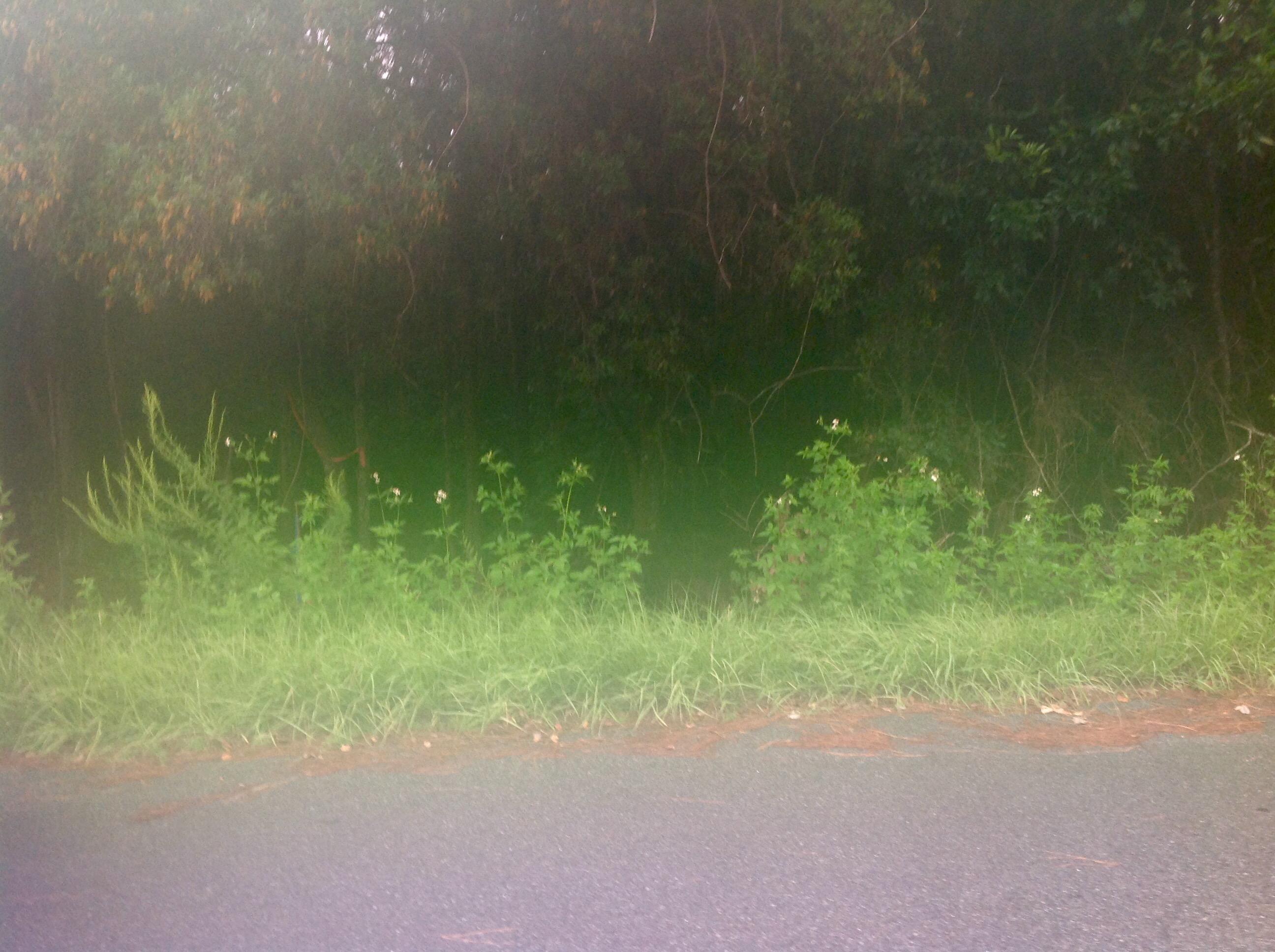 Awesome Great high and dry buildable lot in X flood zone, just steps from Choctawhatchee Bay, with a boat launch and beach right there at the end of road. This lot has no wetlands. Cute Beach Cottages already built close by. This is a great investment or great lot to build your Beach Cottage. This is a very up and coming neighborhood just minutes from 30A but without the traffic. It's a very quiet, private feeling neighborhood that is starting to boom, but with lots that are still affordable!This lot is ready to build on! Just a few minutes to the Beach, Grayton, Watercolor and Seaside