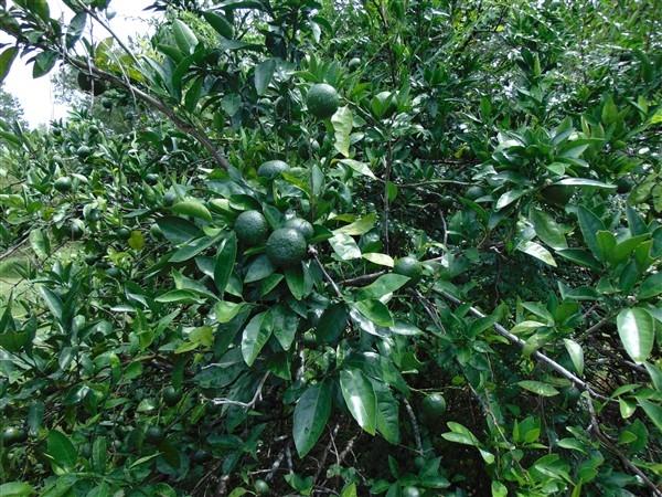 PINE SHORES - Residential