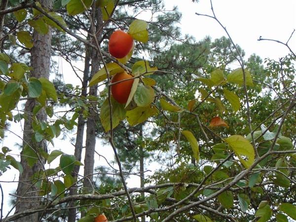 PINE SHORES - Residential