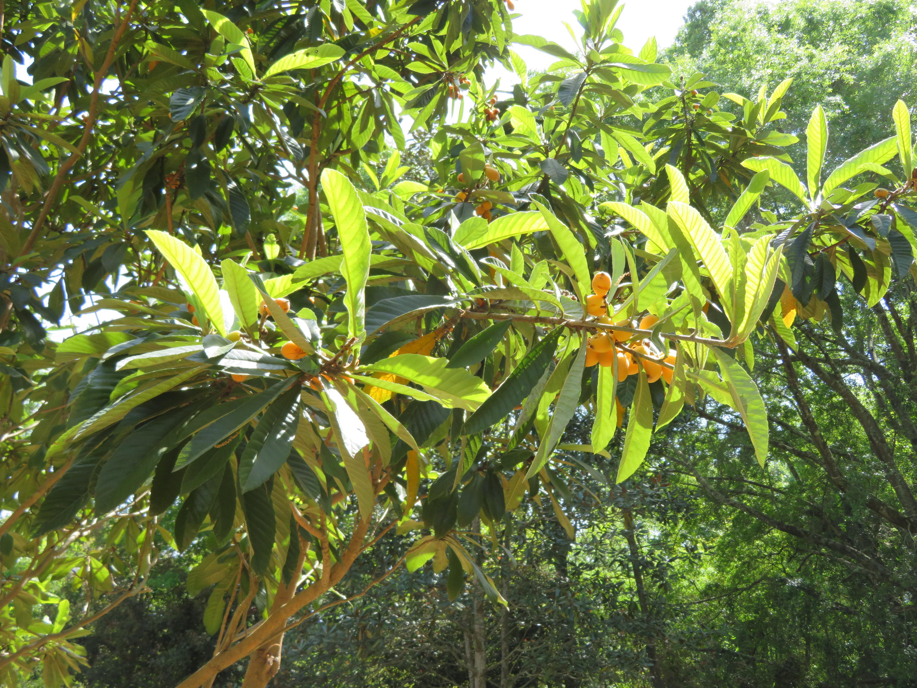 no Subdivision - Residential