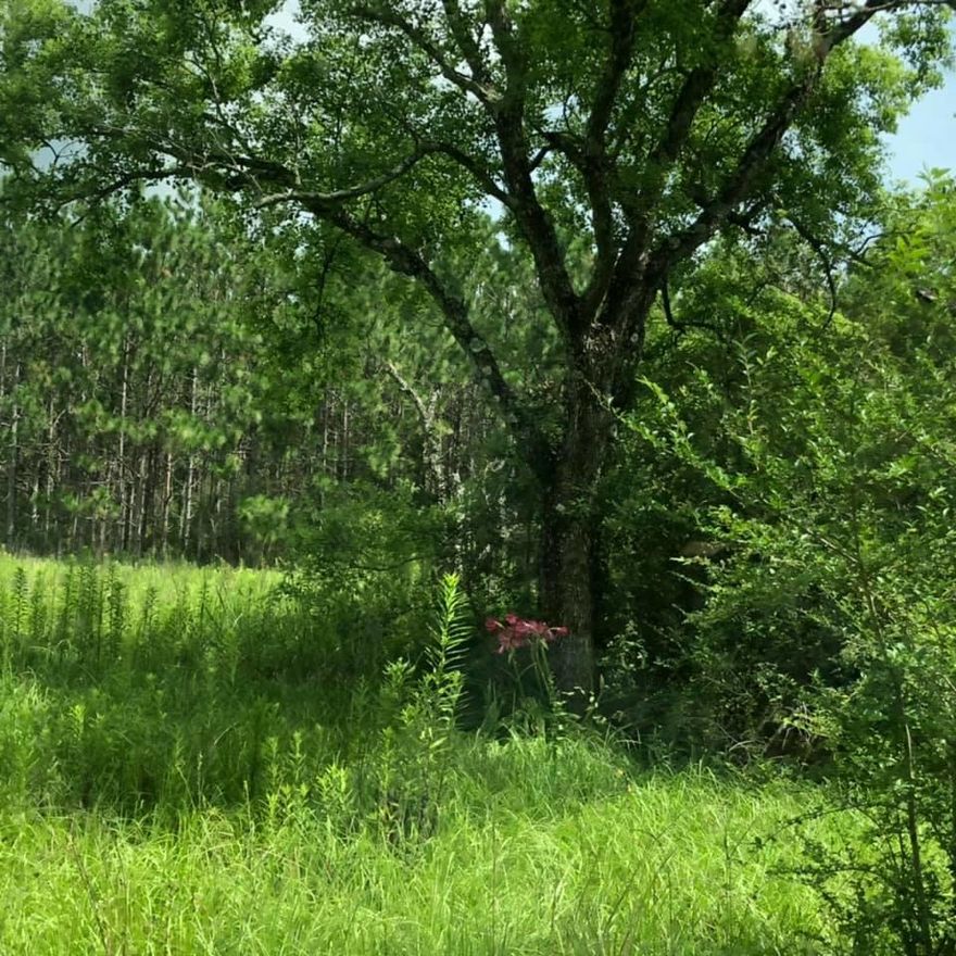 20 +/- acres to be sold will be determined by survey.  This acerage is part of a larger piece and will need to be surveyed in order to determine property lines and amount of acerage to be sold prior to closing.
