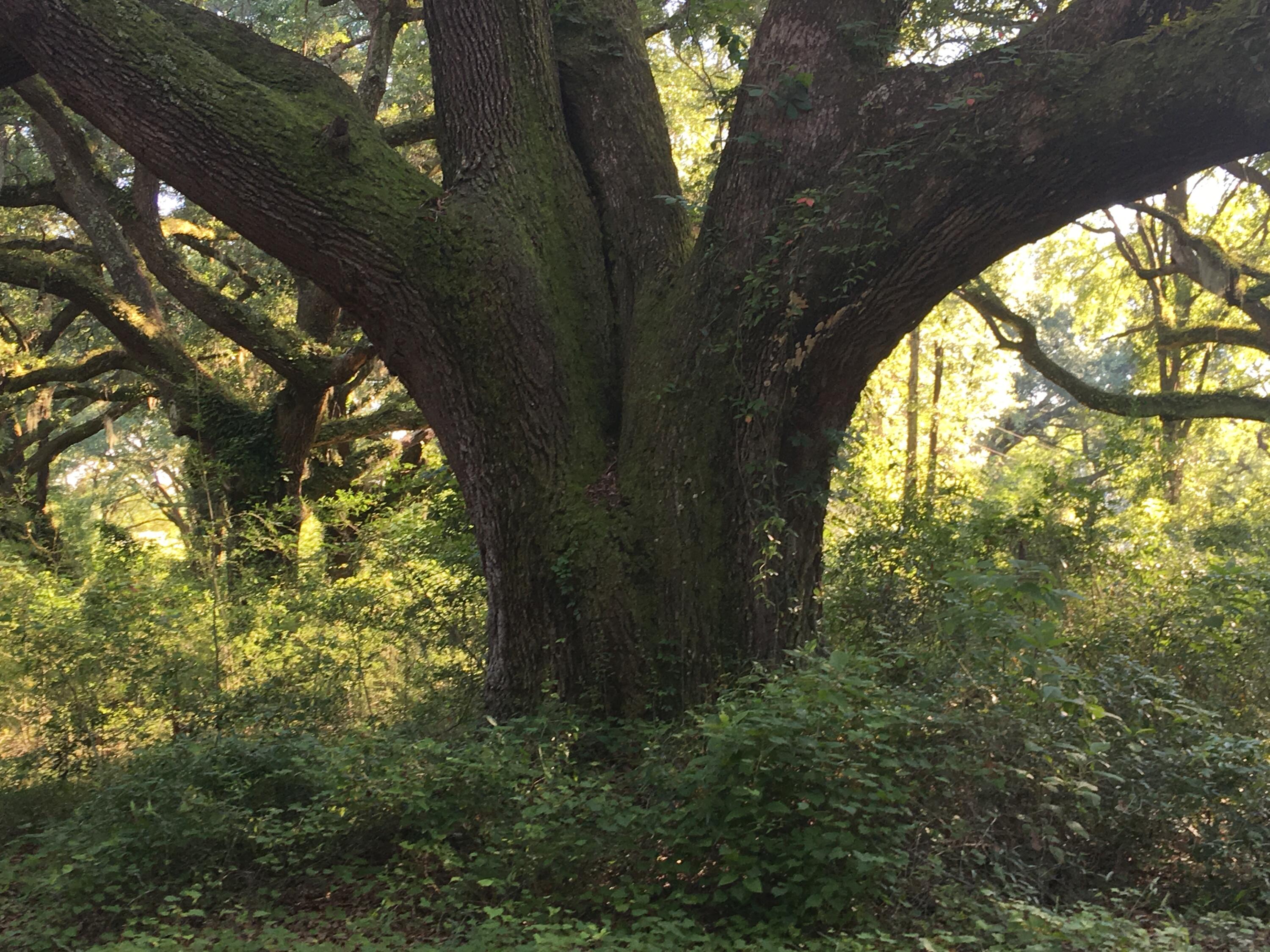 Canopy Crossing - Land