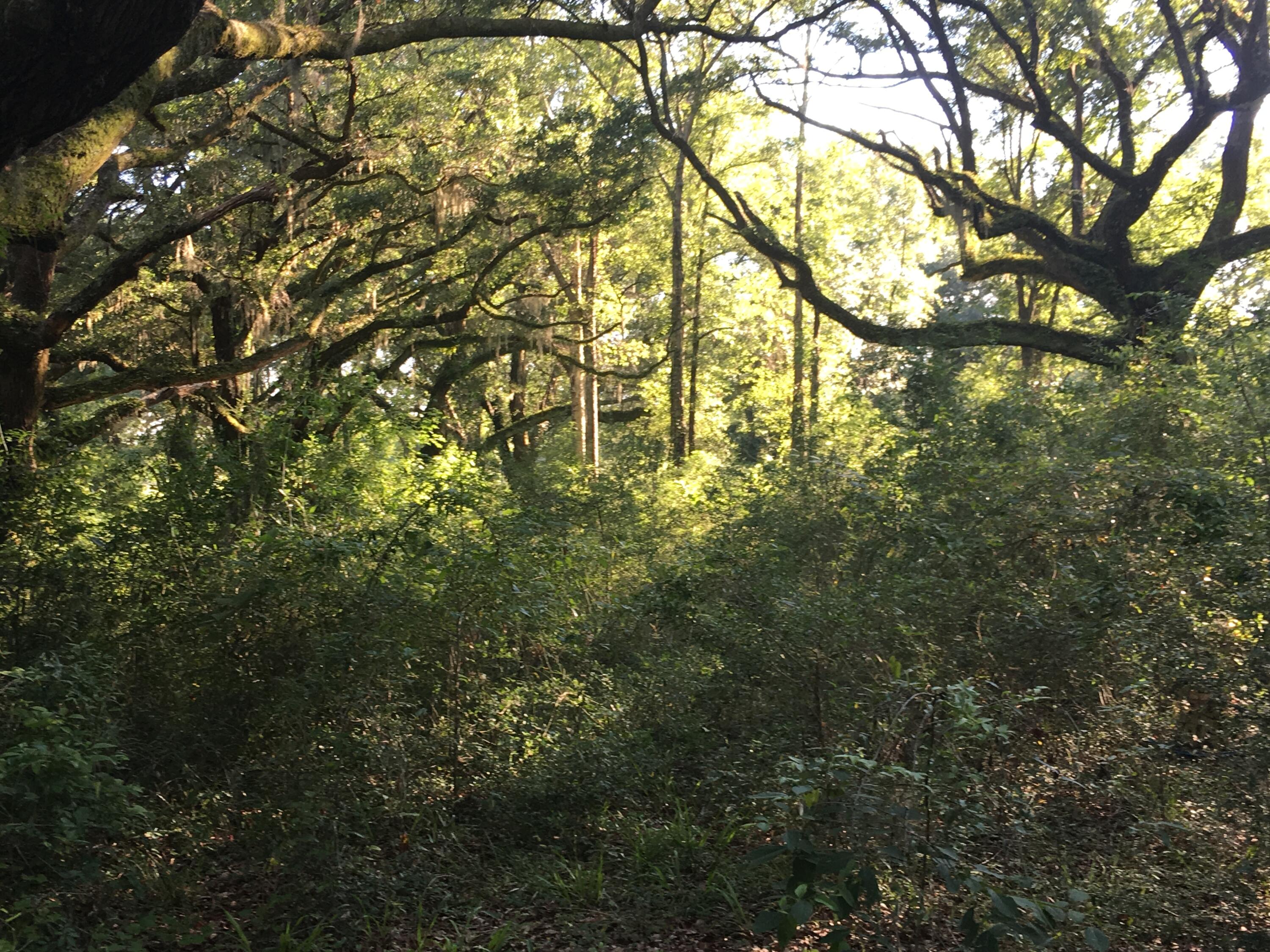 Canopy Crossing - Land