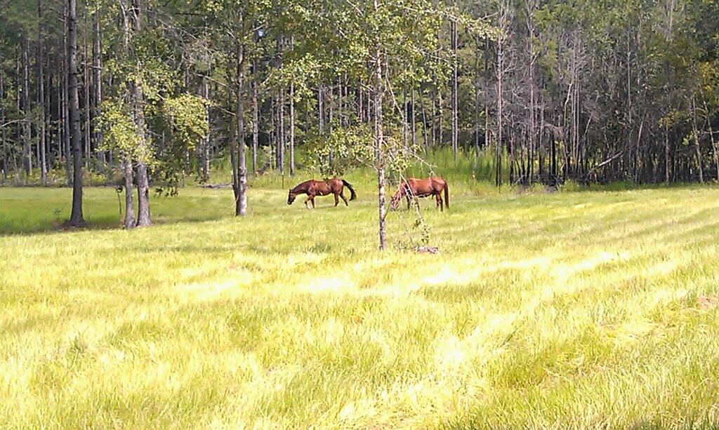 Canopy Crossing - Land