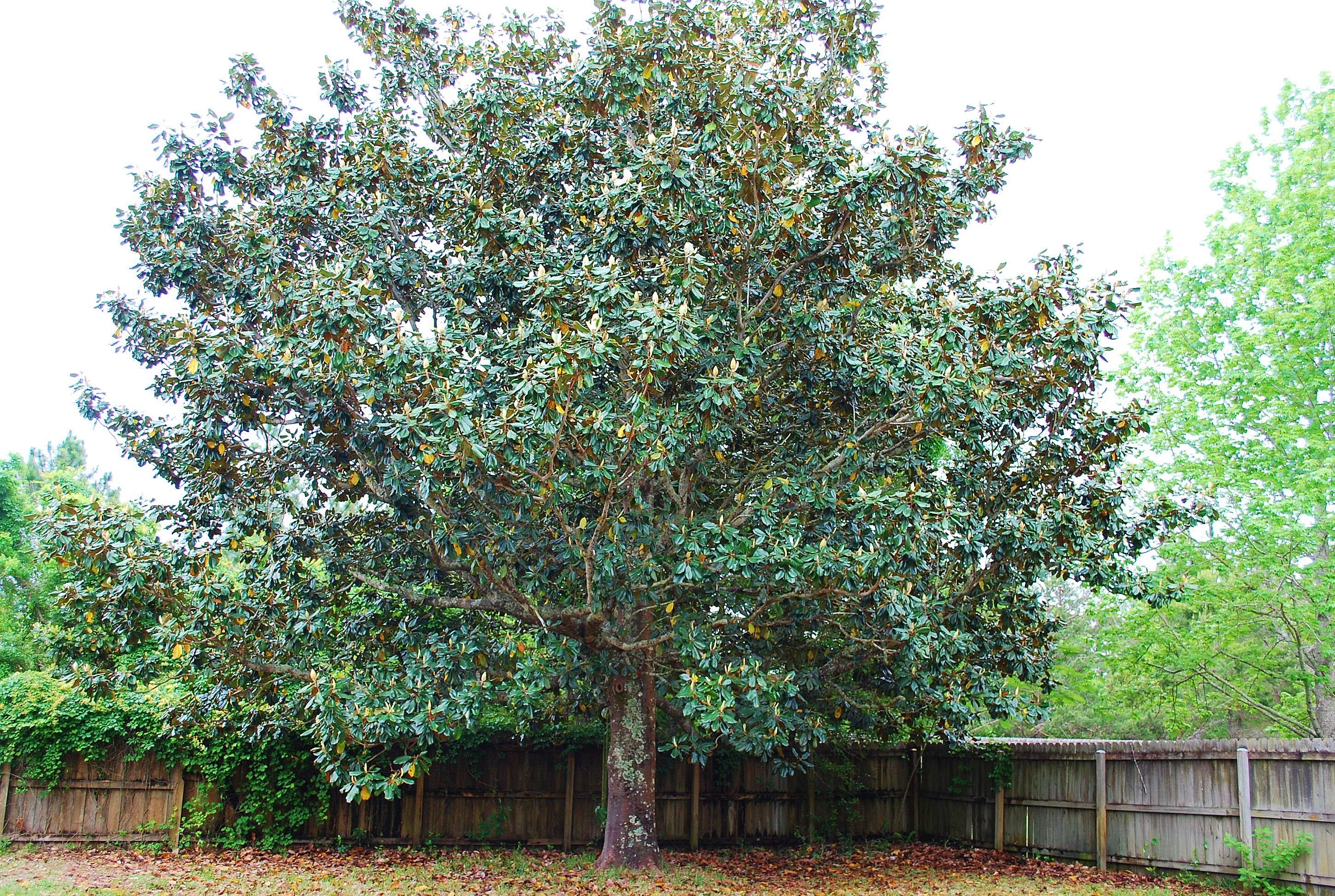 WYNNEHAVEN BEACH ESTATES - Residential