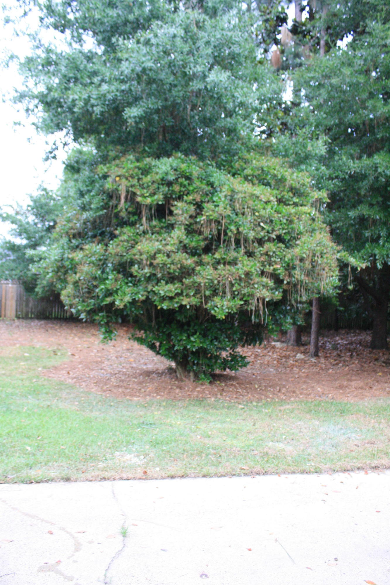 PINEWOOD ESTATES - Residential