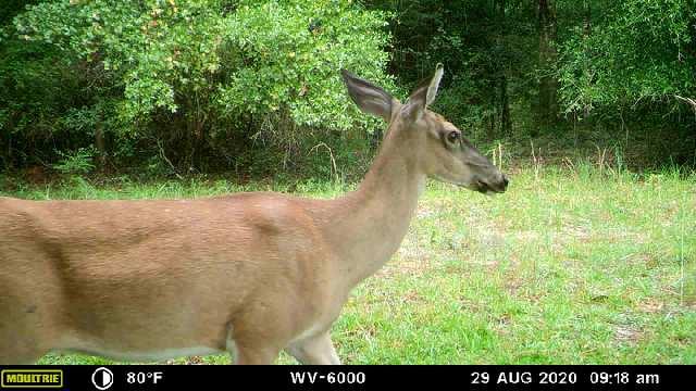 metes and Bounds - Farm