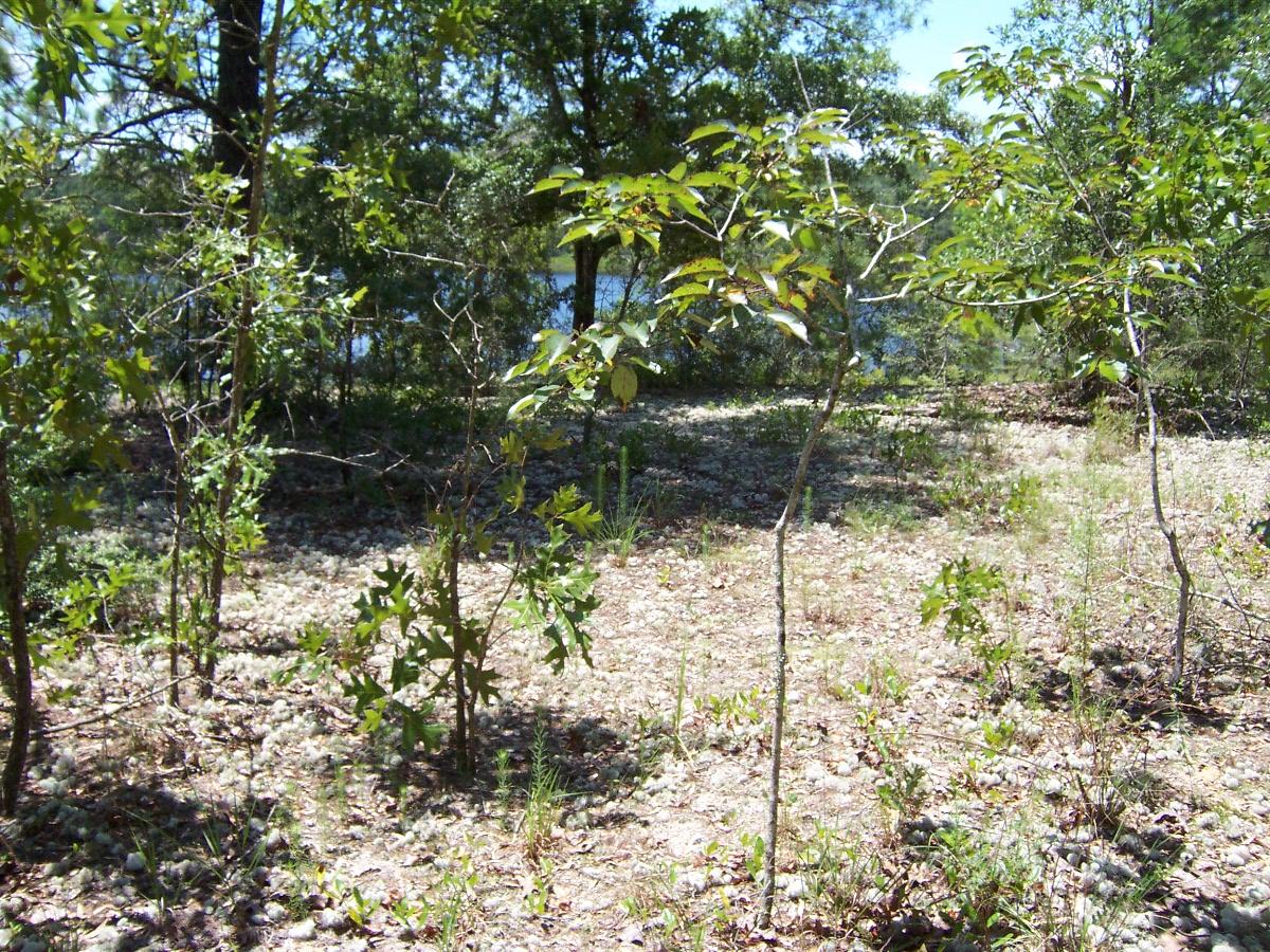 MAGNOLIA LAKE ESTATES PH 1 - Land