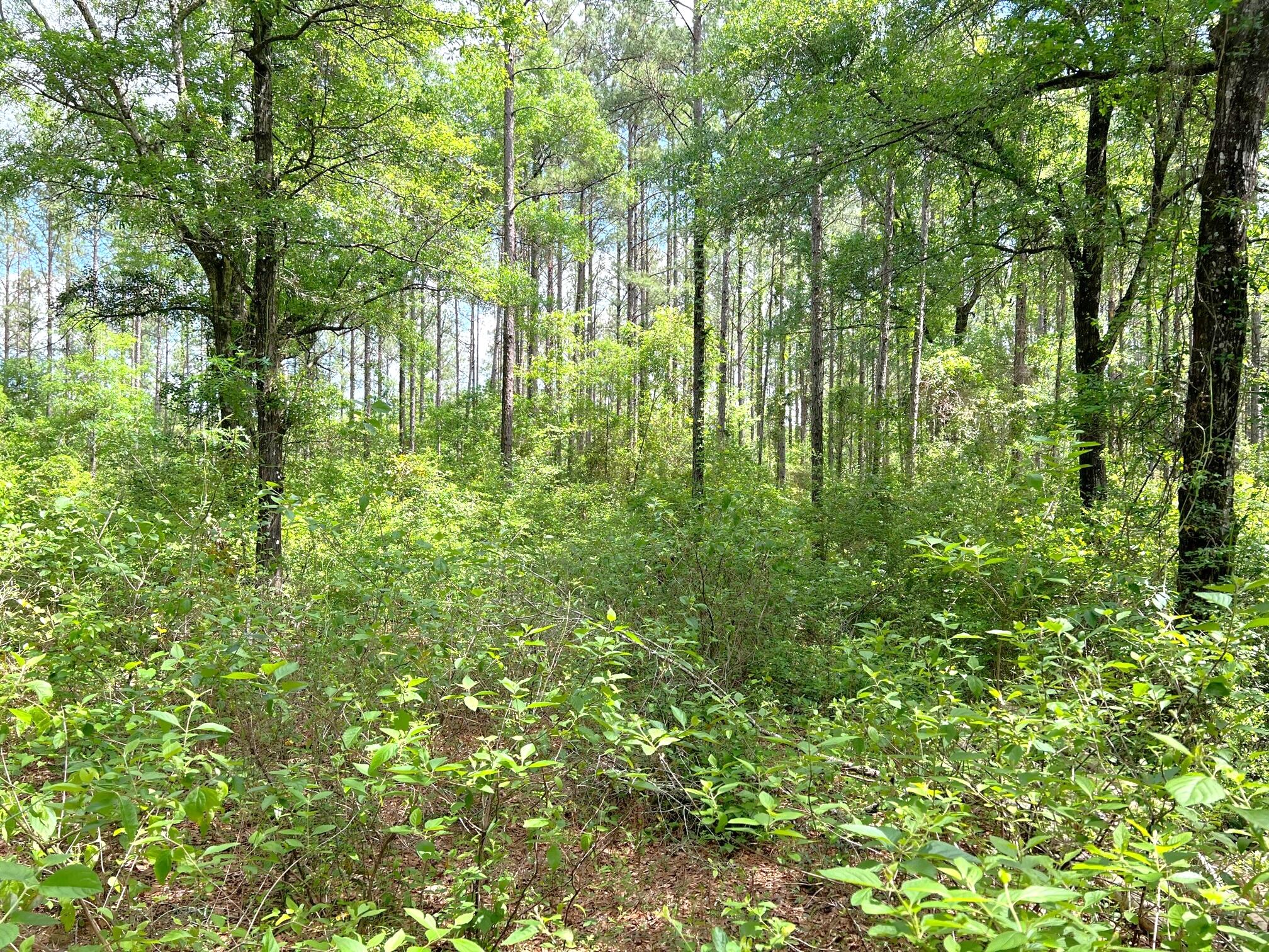 REEDY CREEK S/D - Land