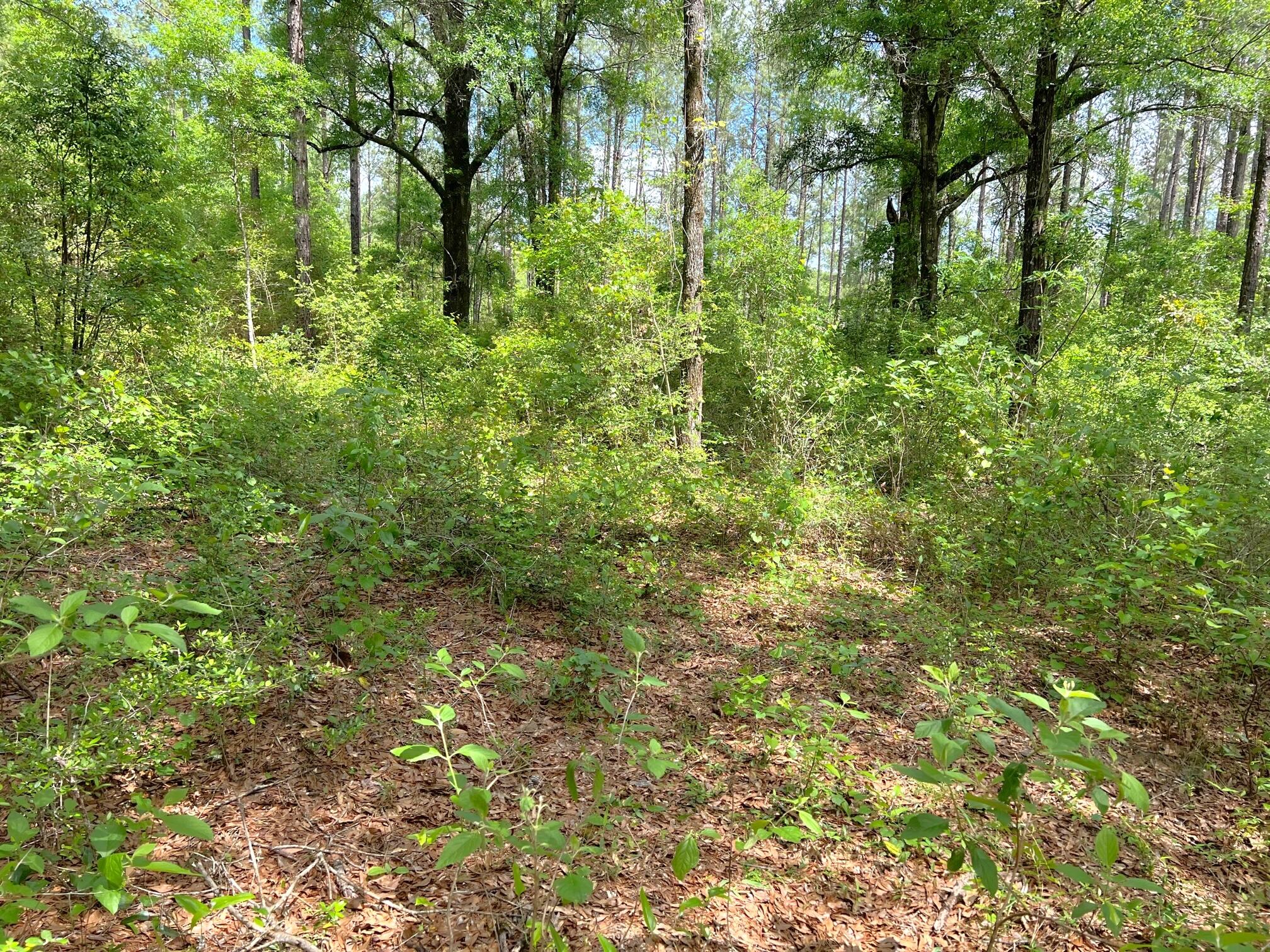 REEDY CREEK S/D - Land