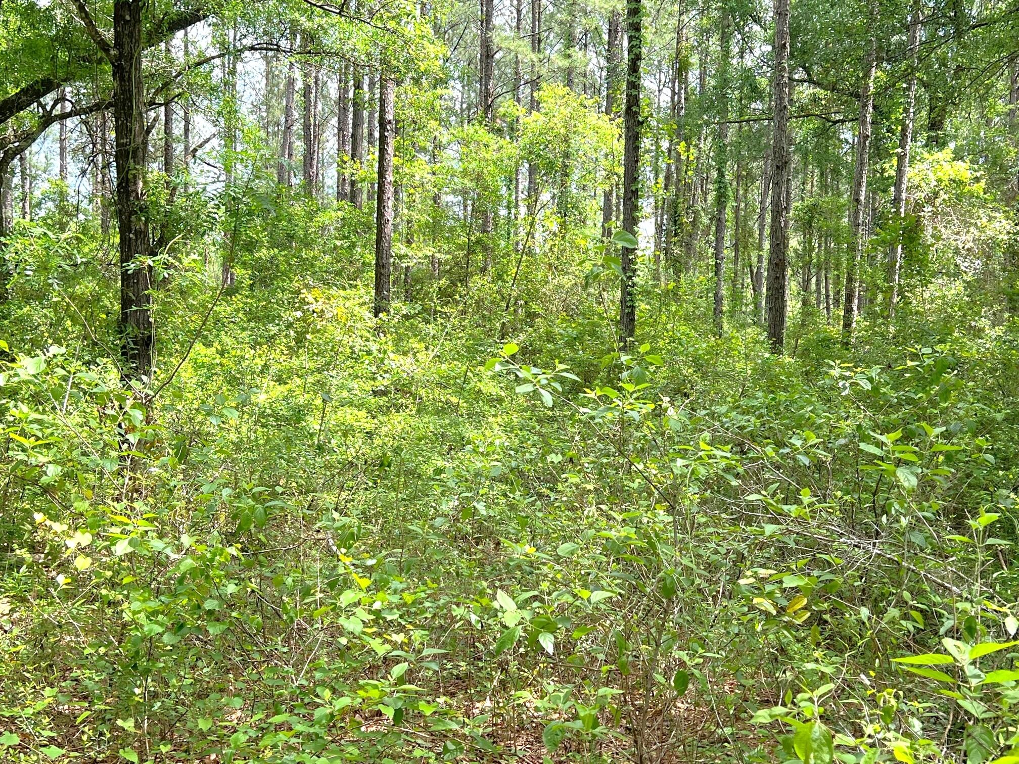 REEDY CREEK S/D - Land