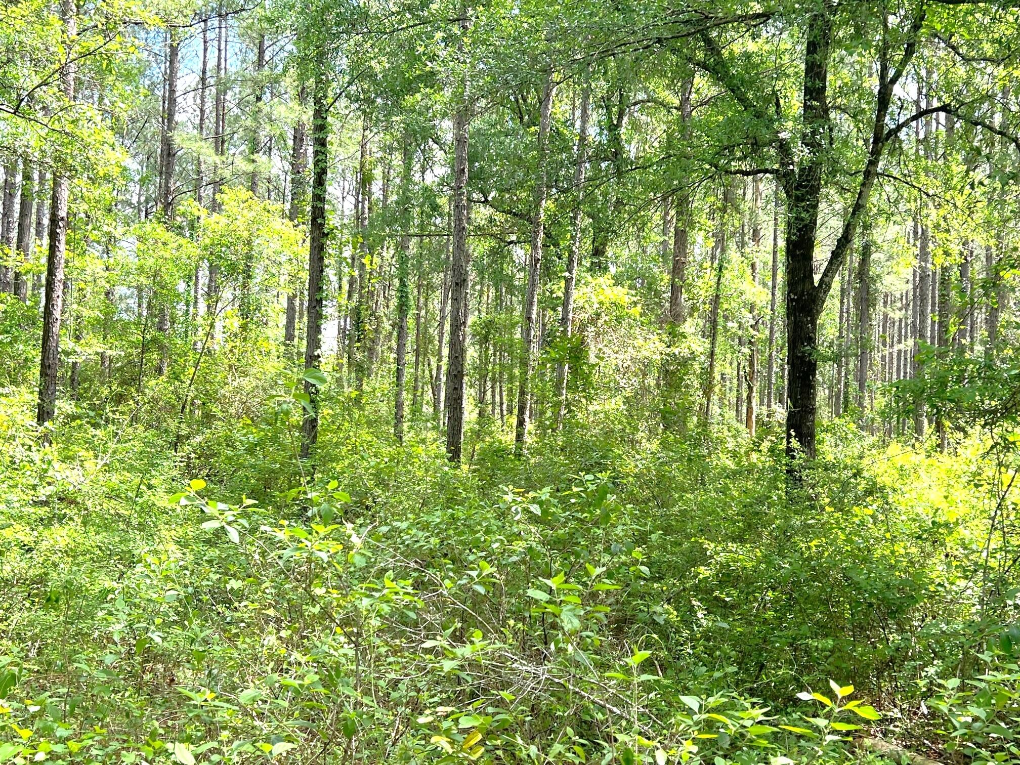 REEDY CREEK S/D - Land