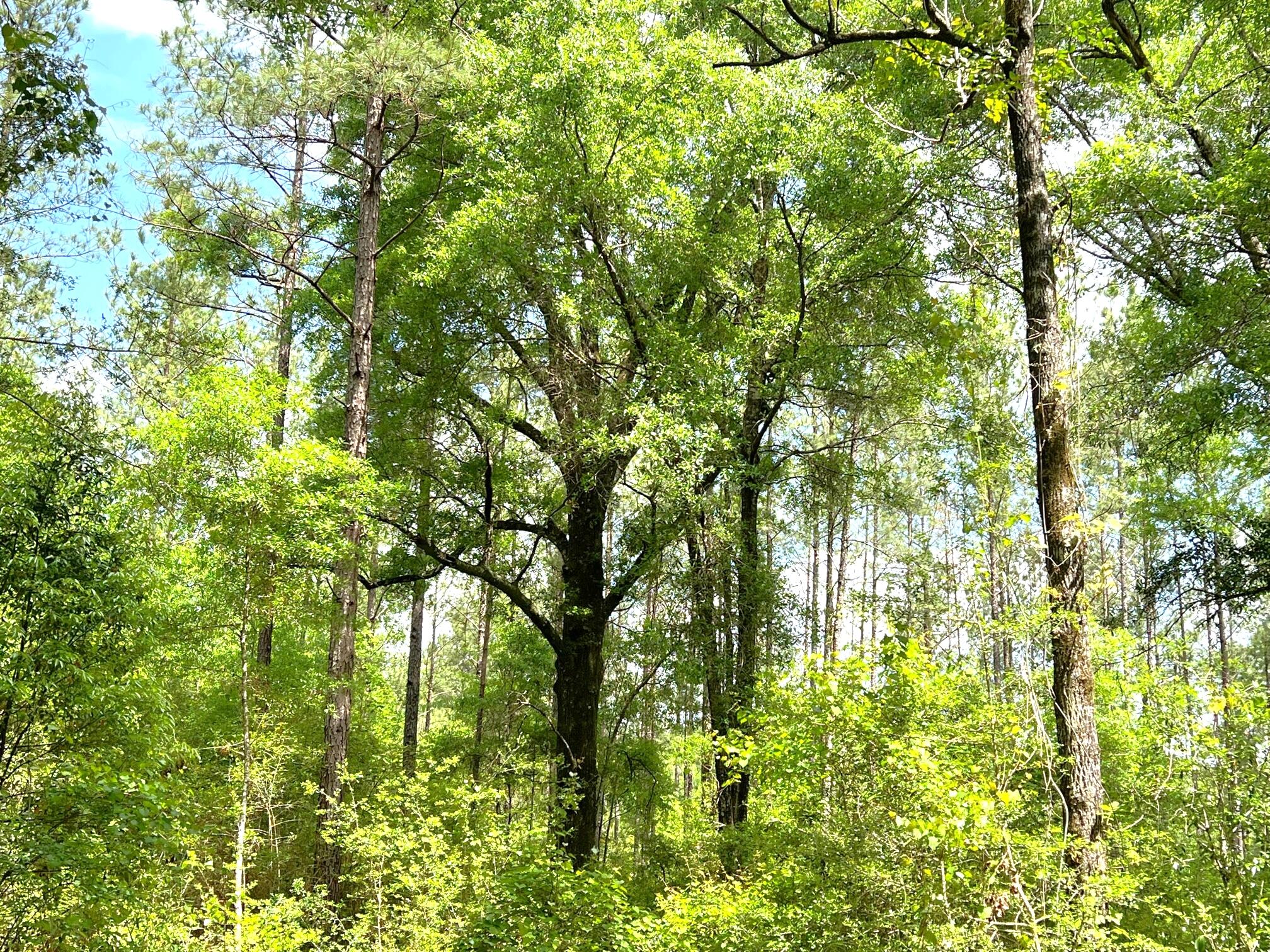 REEDY CREEK S/D - Land