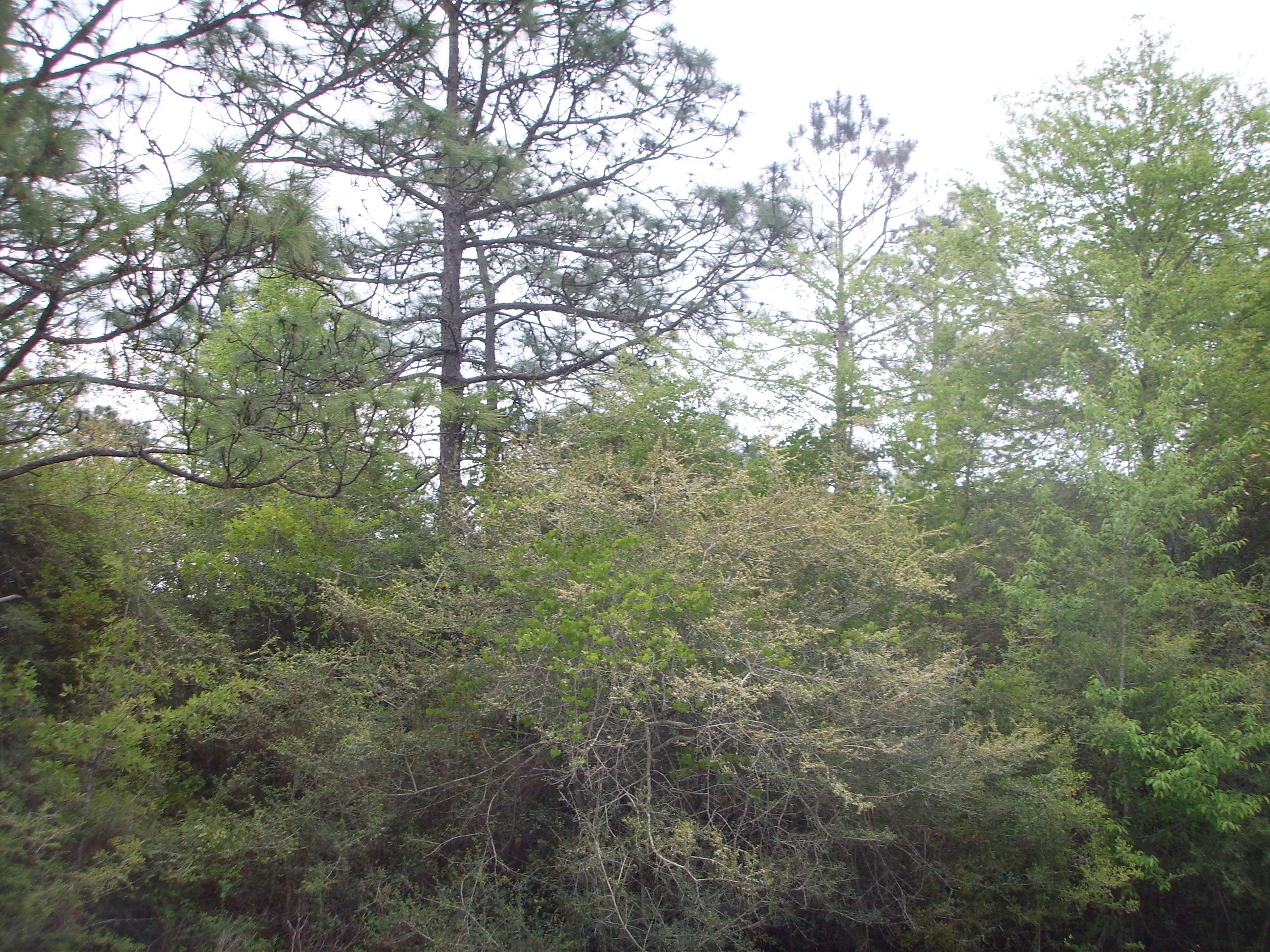 QUAIL RIDGE EST LAKES ADN - Land